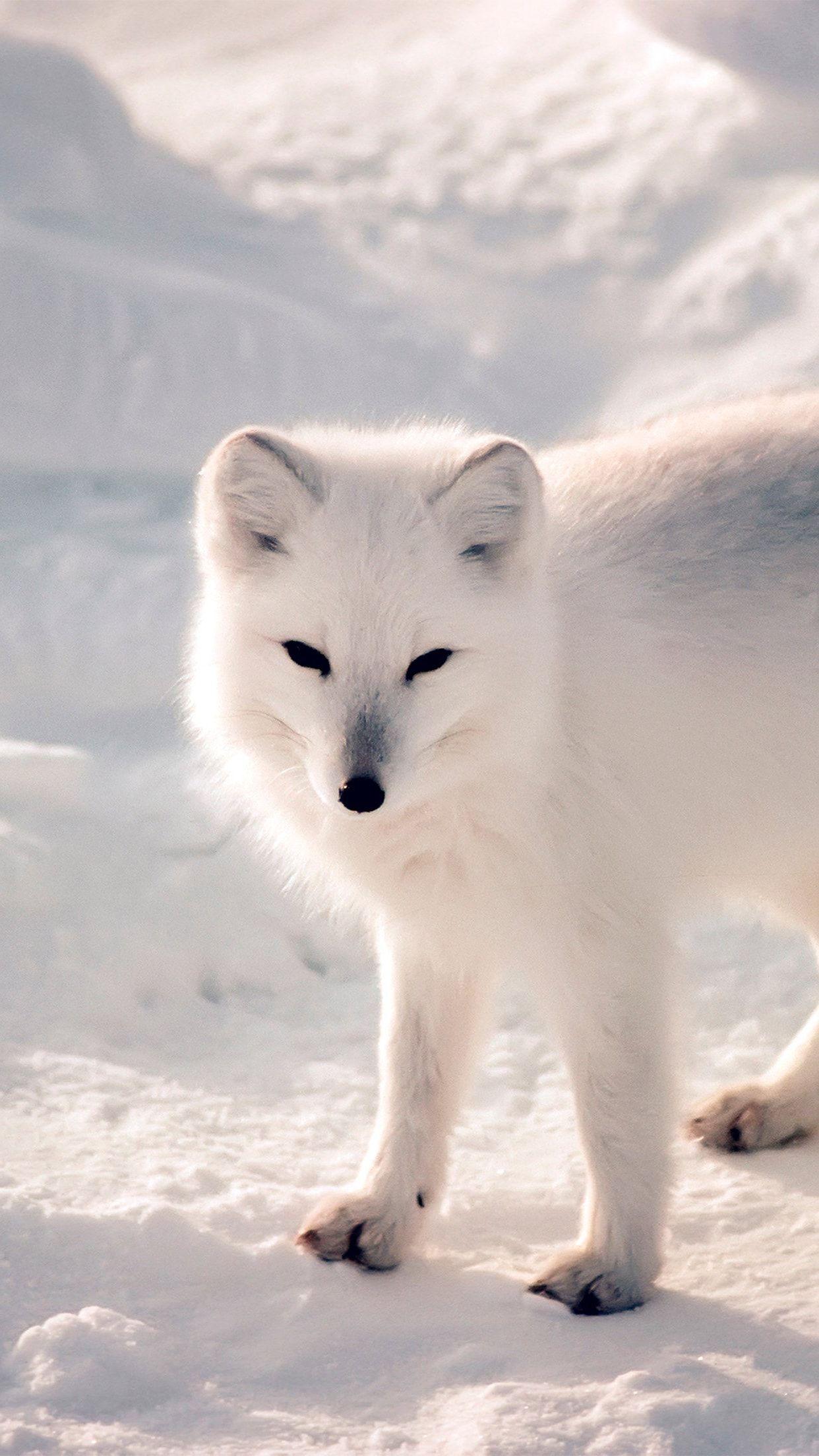 Cute White Fox Wallpapers Top Free Cute White Fox Backgrounds