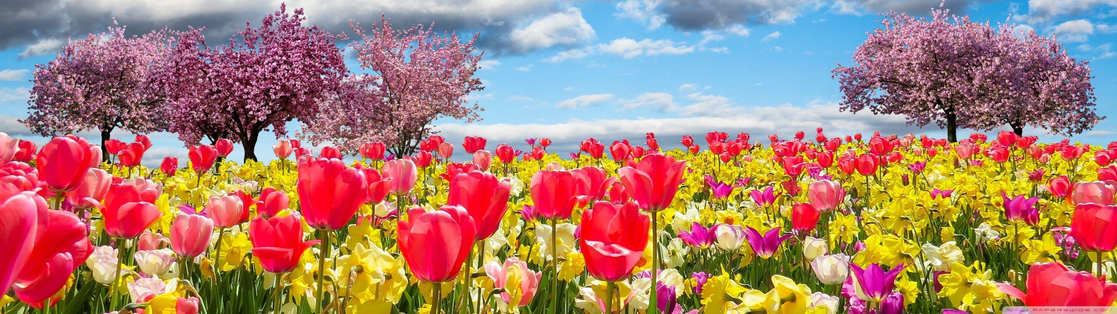 Flower Dual Monitor Wallpapers Top Free Flower Dual Monitor