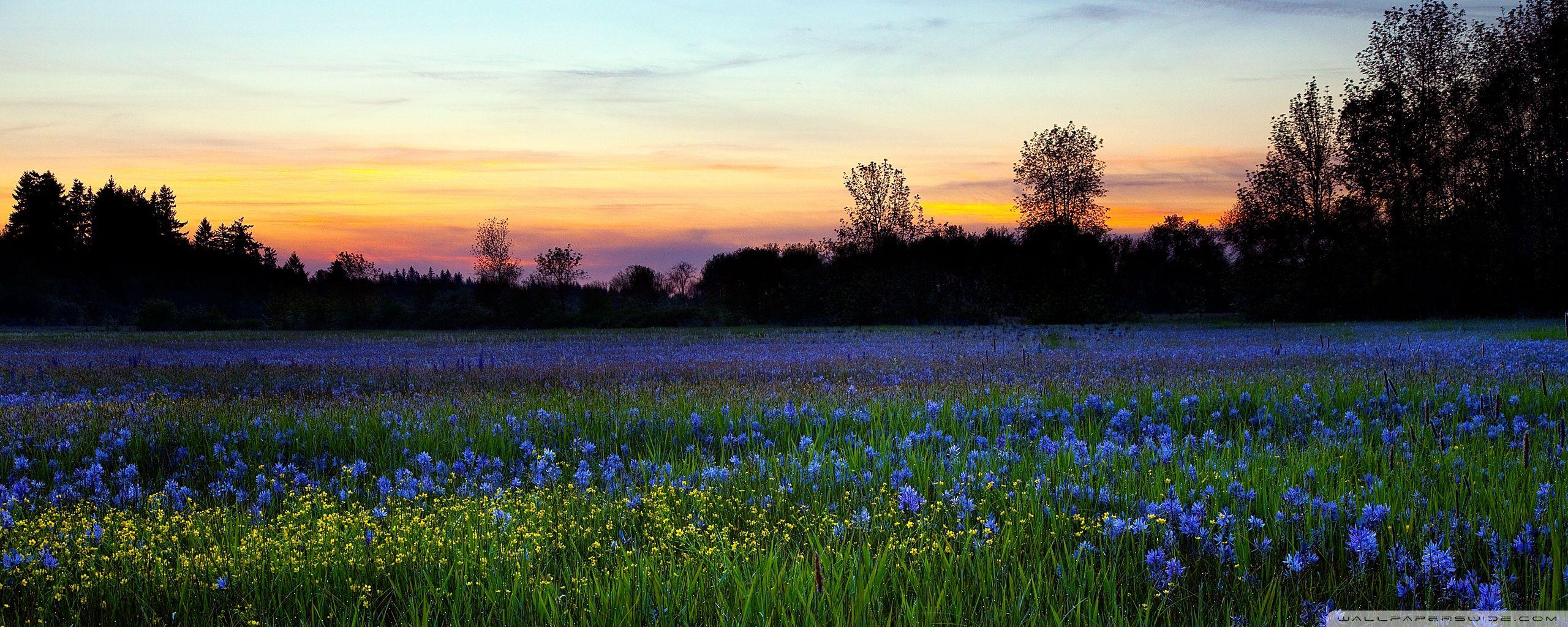 Flower Dual Monitor Wallpapers Top Free Flower Dual Monitor