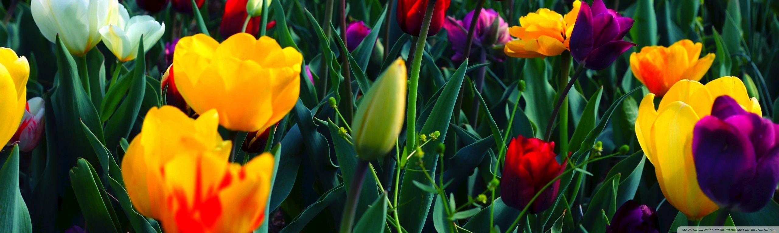 Flower Dual Monitor Wallpapers Top Free Flower Dual Monitor