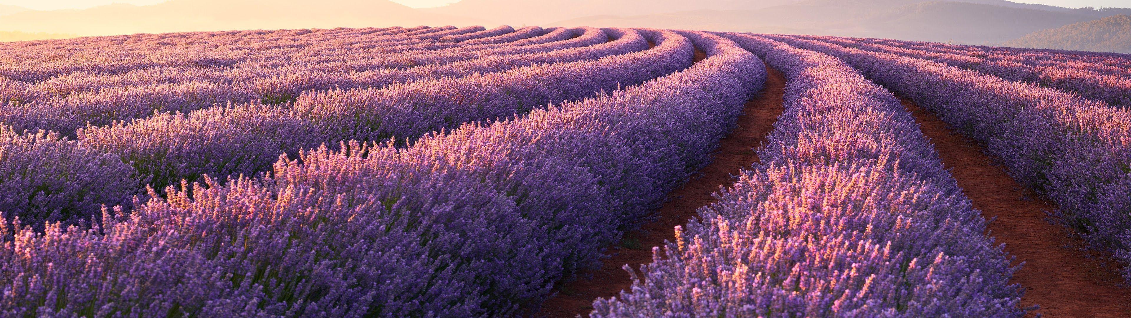 Flower Dual Monitor Wallpapers Top Free Flower Dual Monitor