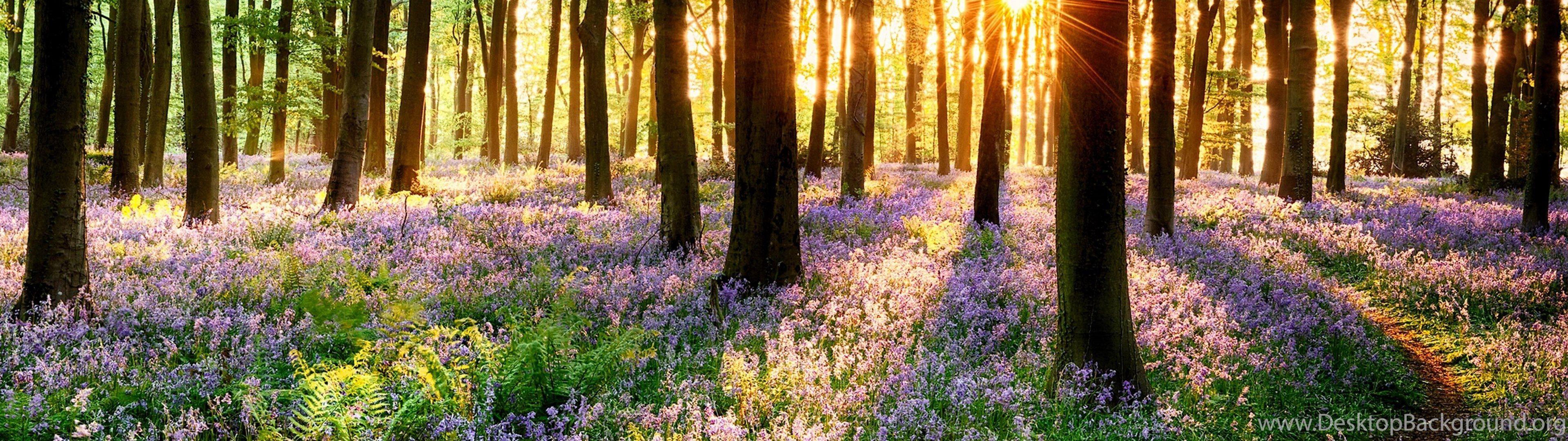 Flower Dual Monitor Wallpapers Top Free Flower Dual Monitor