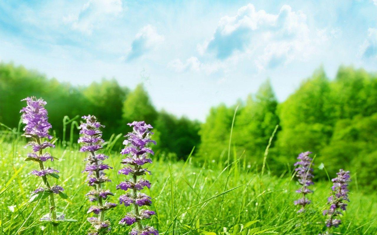 Flower Dual Monitor Wallpapers Top Free Flower Dual Monitor