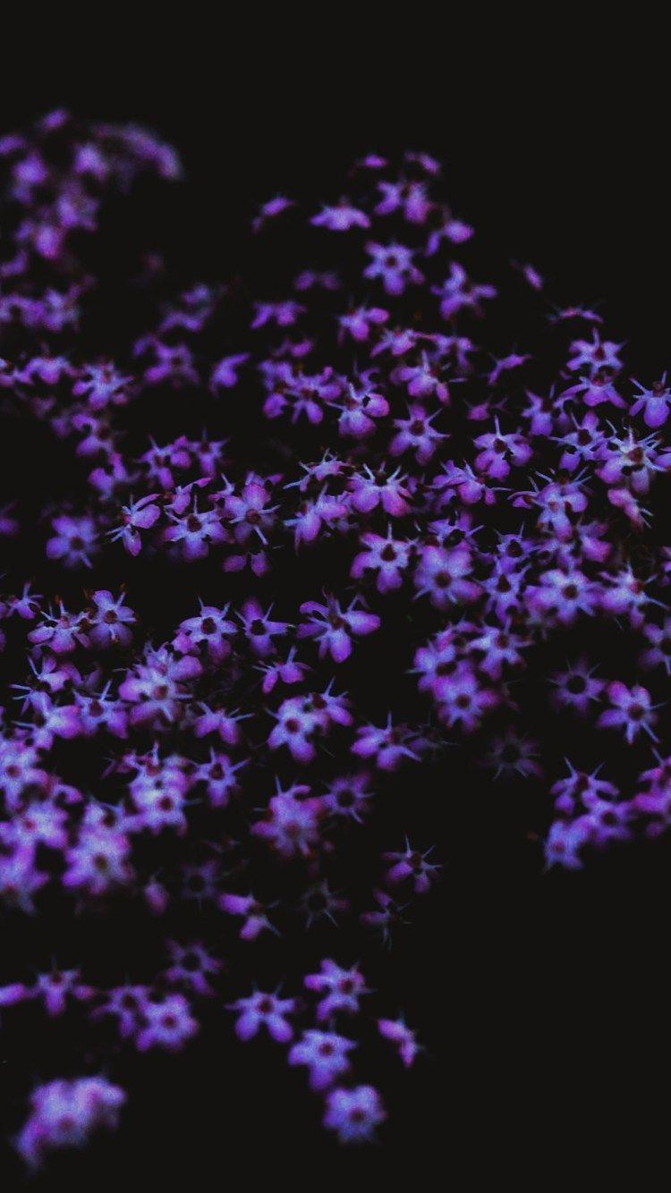 Dark Purple Flowers HD Wallpapers Top Free Dark Purple Flowers HD