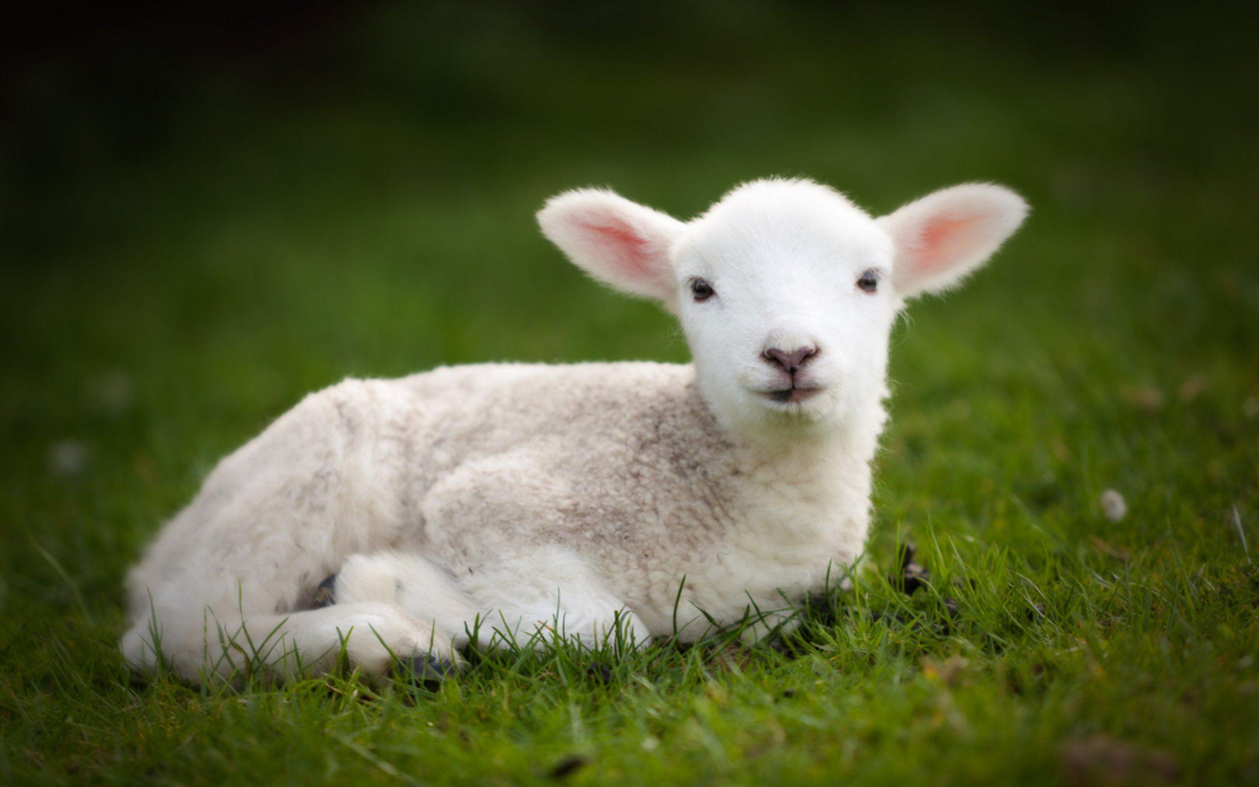 Baby Lamb Wallpapers Top Free Baby Lamb Backgrounds WallpaperAccess
