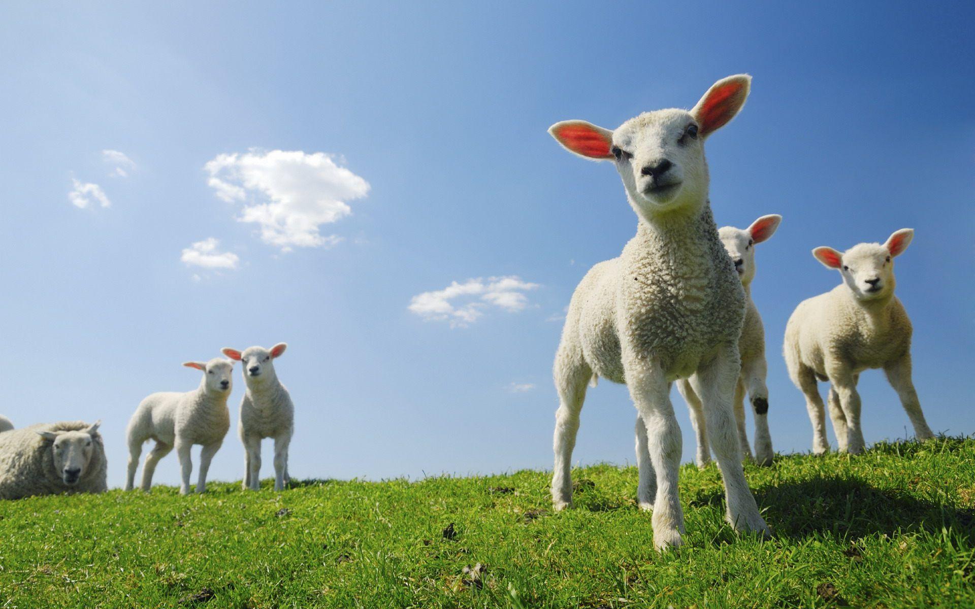 Baby Lamb Wallpapers Top Free Baby Lamb Backgrounds WallpaperAccess
