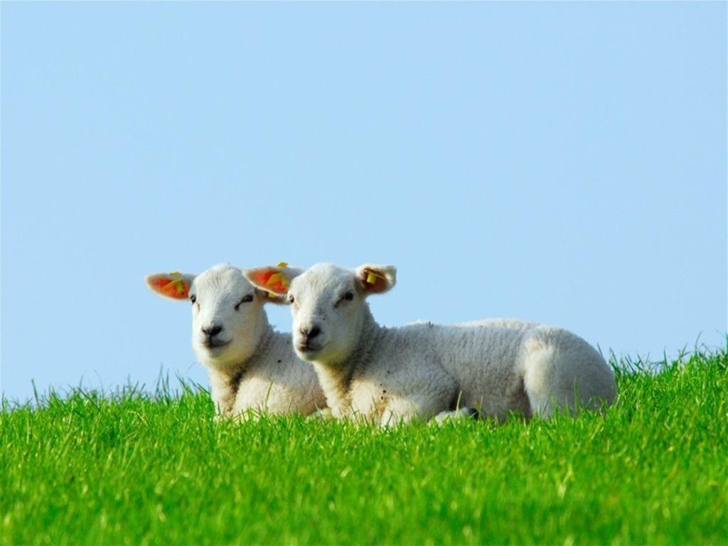 Baby Lamb Wallpapers Top Free Baby Lamb Backgrounds WallpaperAccess