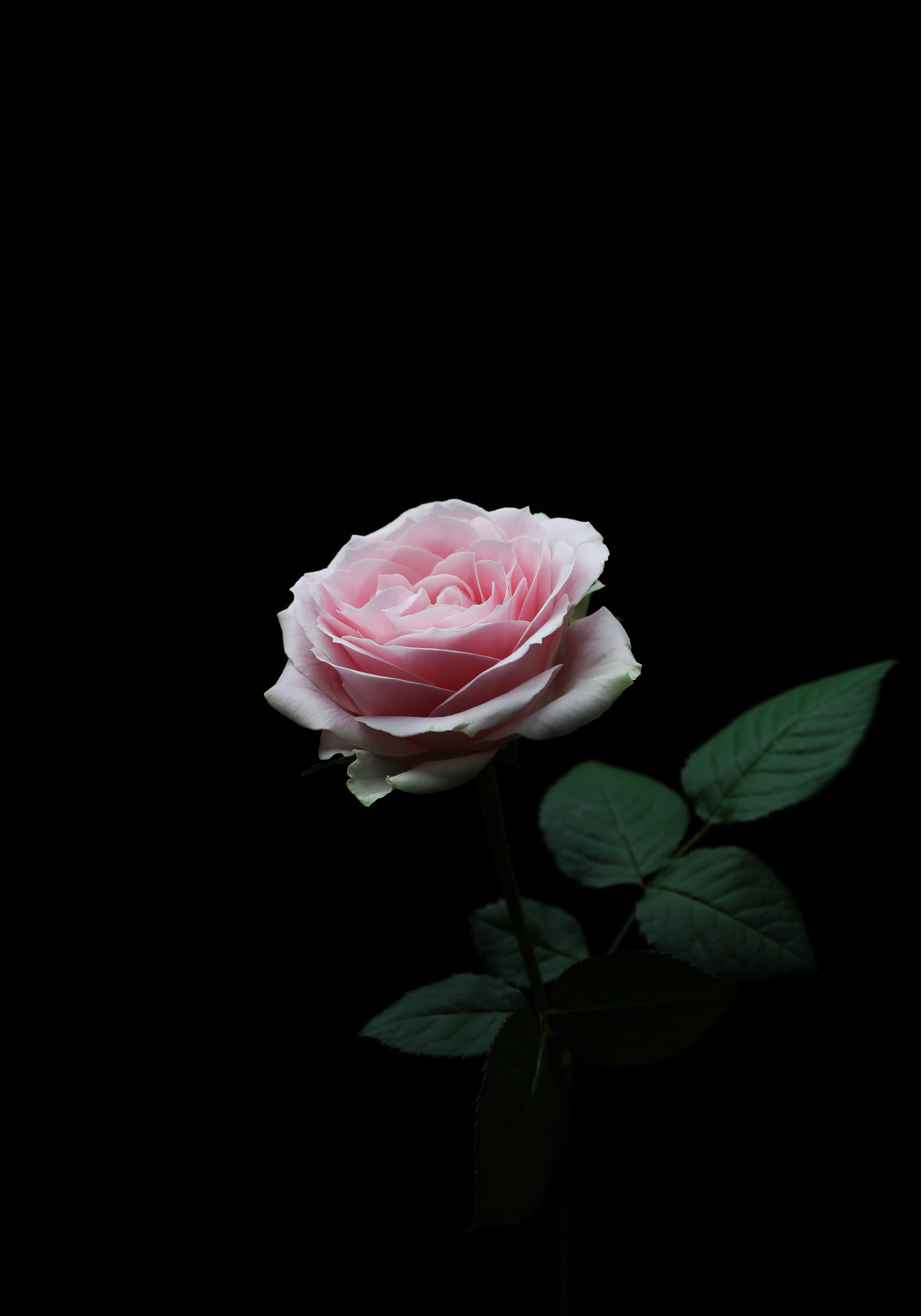 Black and Pink Rose Wallpapers Top Free Black and Pink Rose
