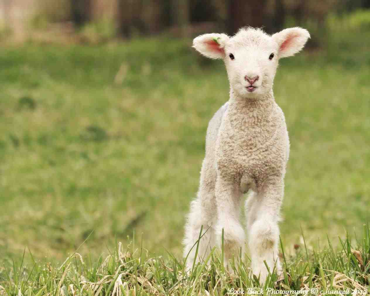 Baby Lamb Wallpapers Top Free Baby Lamb Backgrounds WallpaperAccess