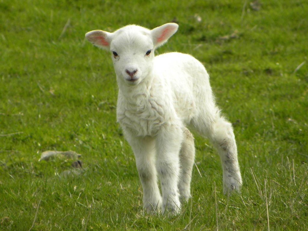 Baby Lamb Wallpapers Top Free Baby Lamb Backgrounds WallpaperAccess