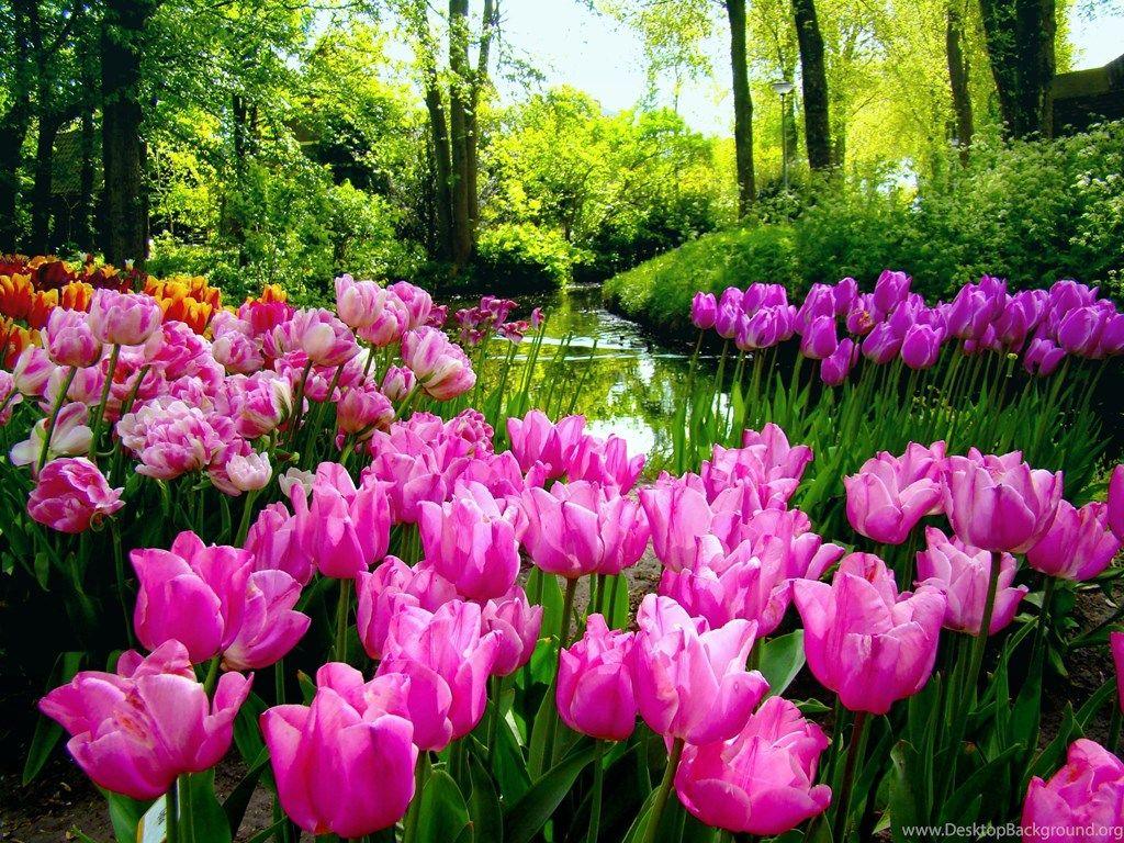 Spring Flower Garden Desktop Wallpapers Top Free Spring Flower Garden