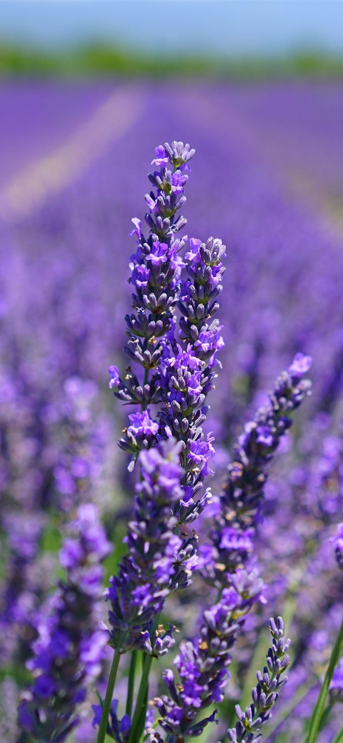 Lavender iPhone Wallpapers Top Free Lavender iPhone Backgrounds