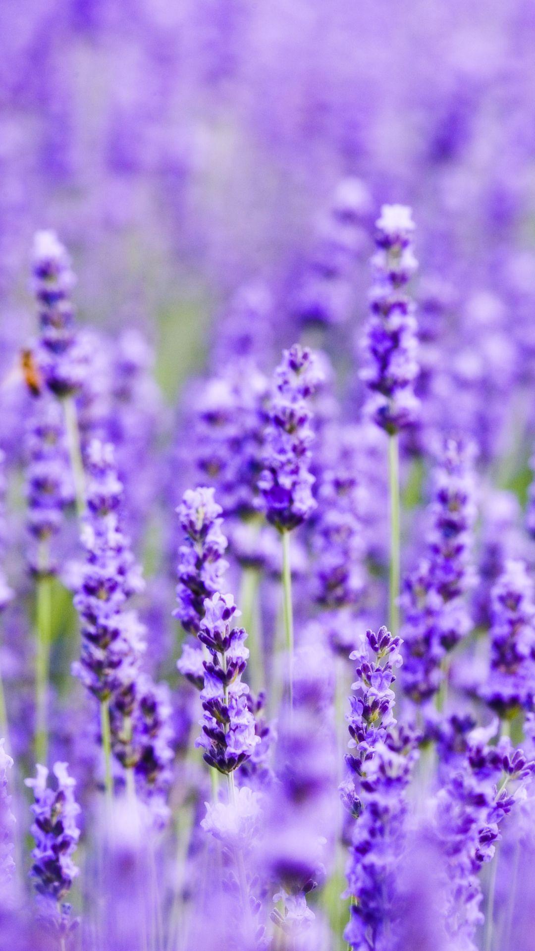 Lavender iPhone Wallpapers Top Free Lavender iPhone Backgrounds