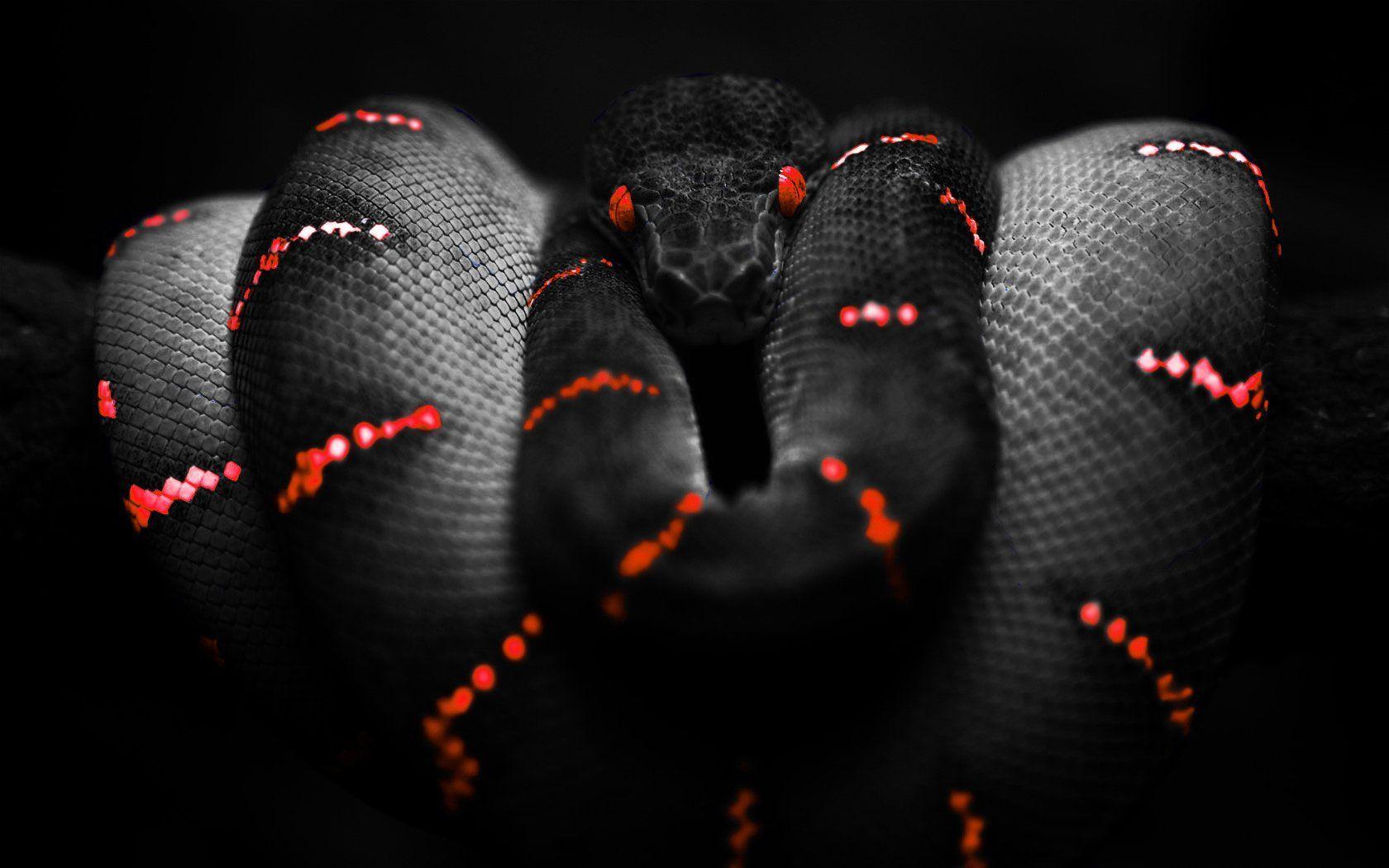Red and Black Snake Wallpapers Top Free Red and Black Snake