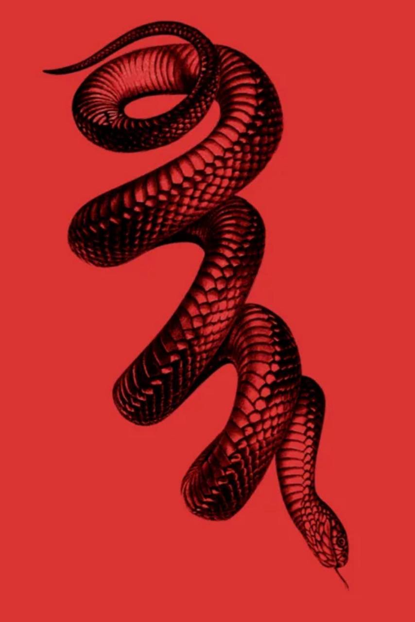 Red and Black Snake Wallpapers Top Free Red and Black Snake