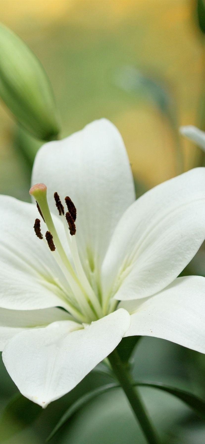 White Lily Flower Wallpapers Top Free White Lily Flower Backgrounds