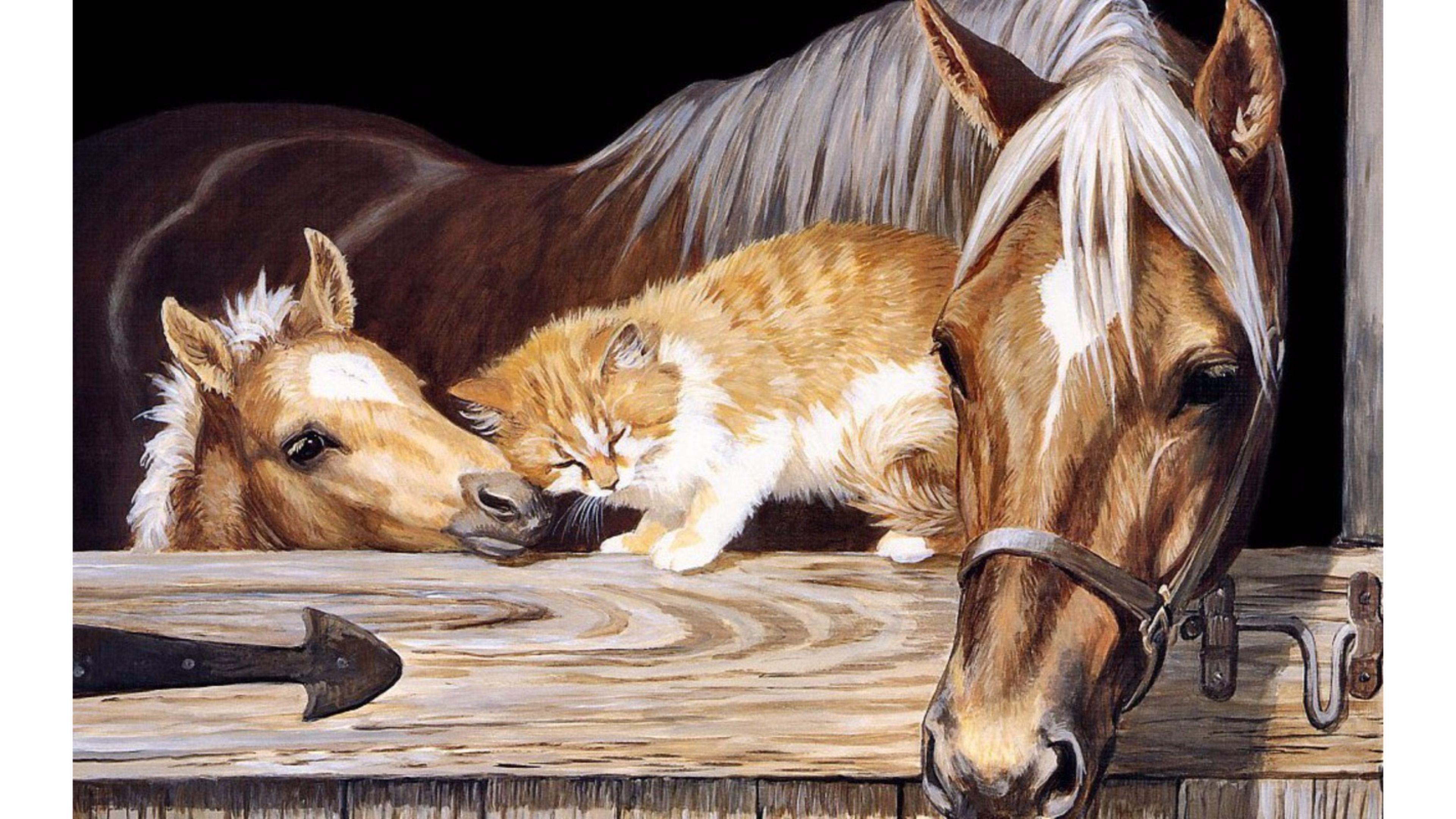 Horse and Cat Wallpapers Top Free Horse and Cat Backgrounds