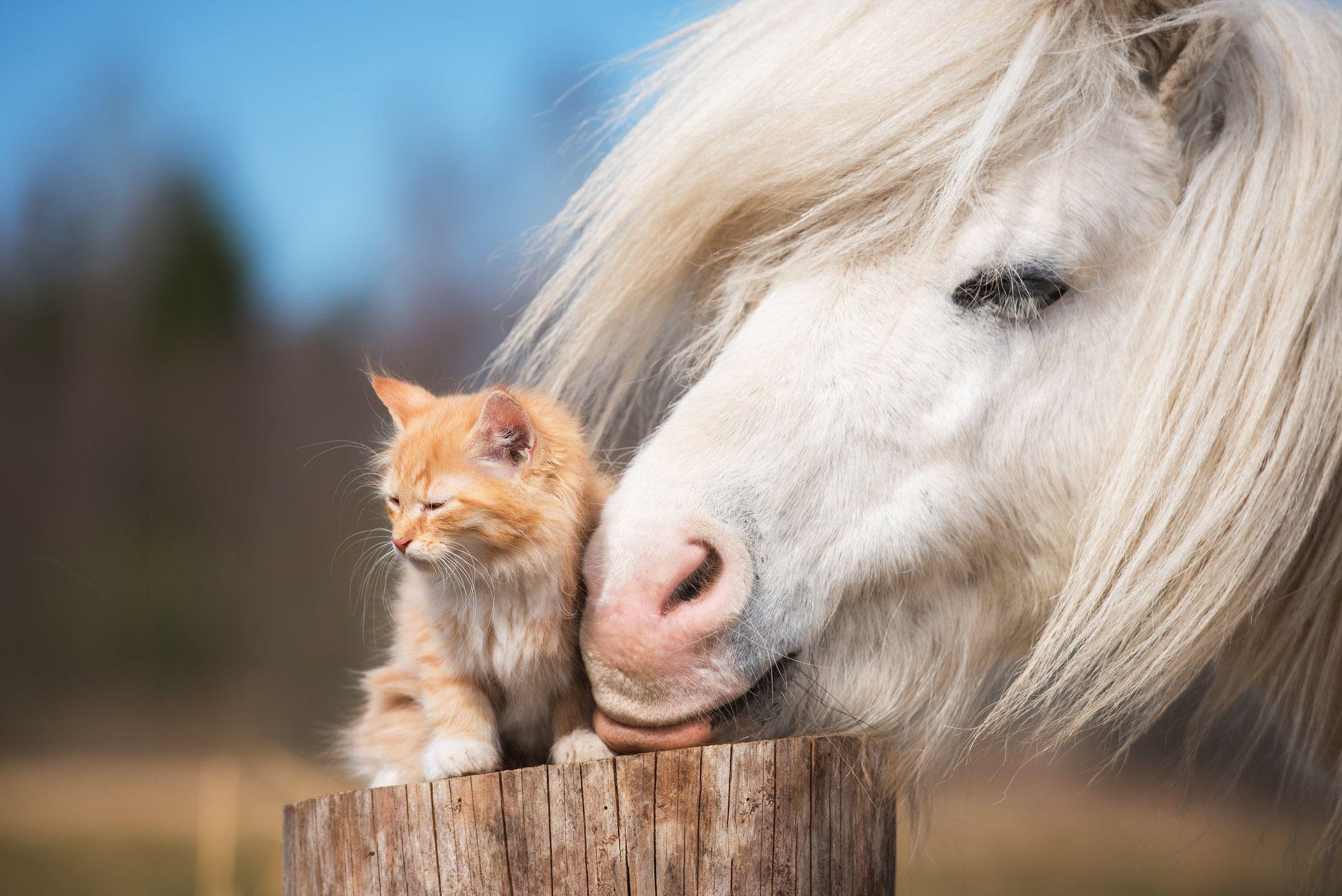 Horse and Cat Wallpapers Top Free Horse and Cat Backgrounds