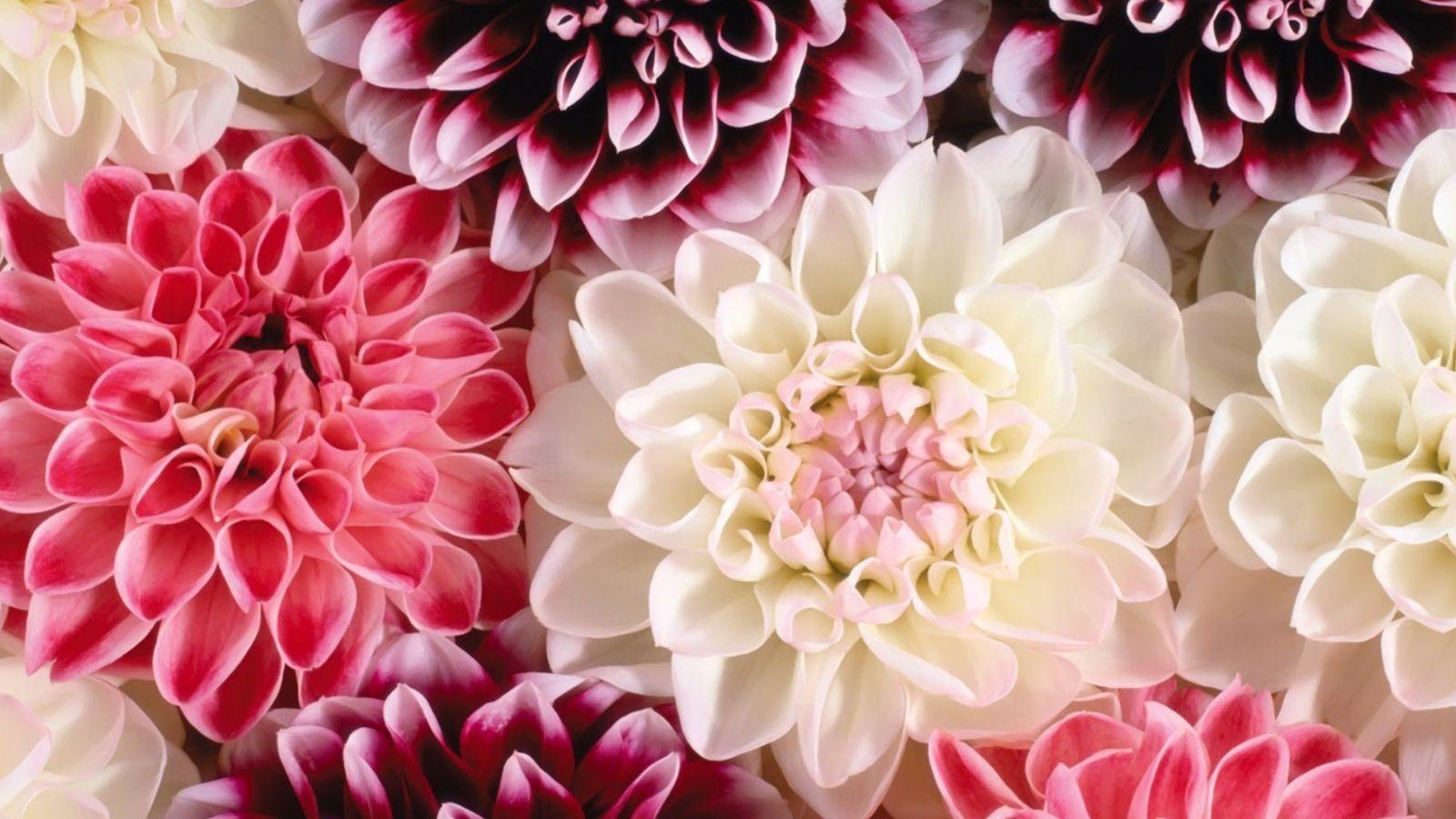 Pink Dual Screen Wallpapers Top Free Pink Dual Screen Backgrounds