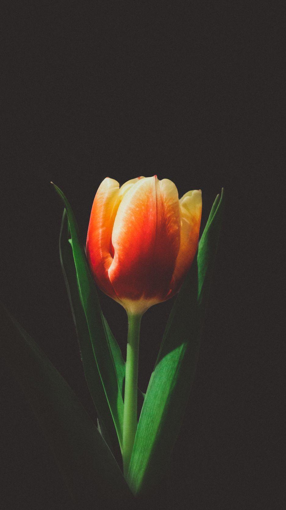 Tulip iPhone Wallpapers Top Free Tulip iPhone Backgrounds
