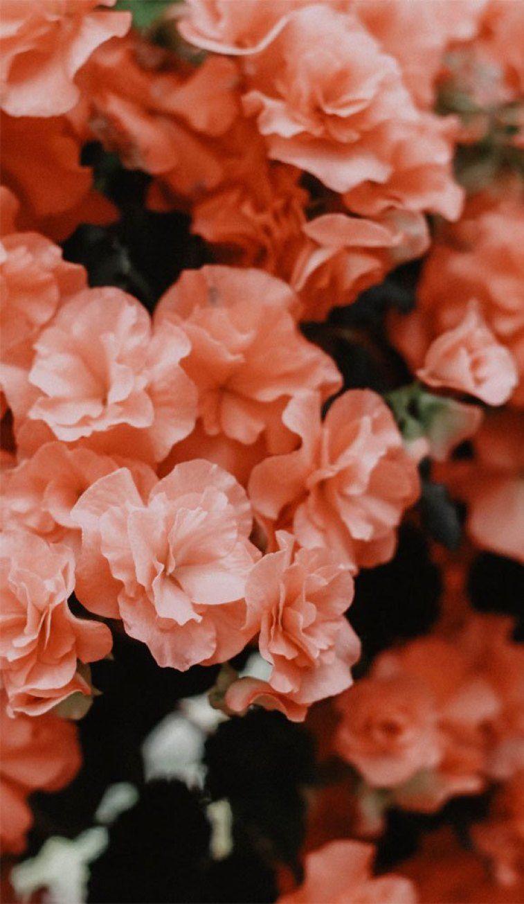 Coral Flower iPhone Wallpapers Top Free Coral Flower iPhone