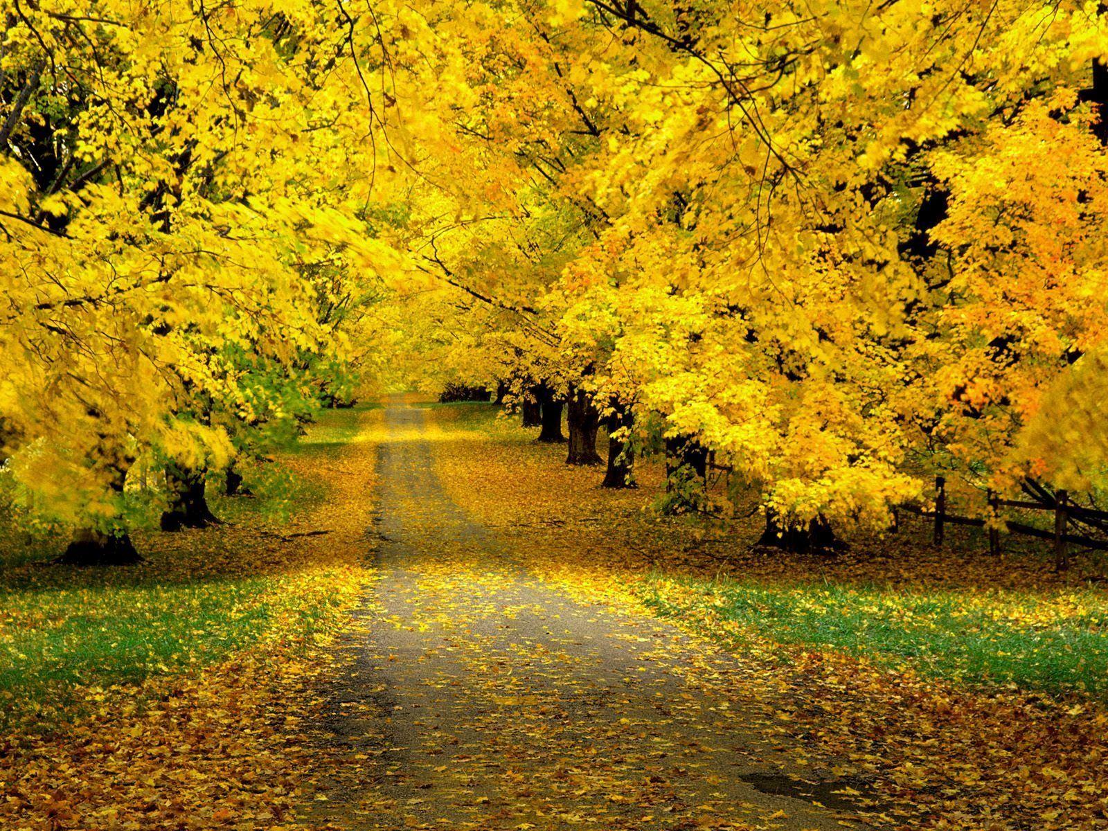 Windows XP Autumn Wallpapers Top Free Windows XP Autumn Backgrounds