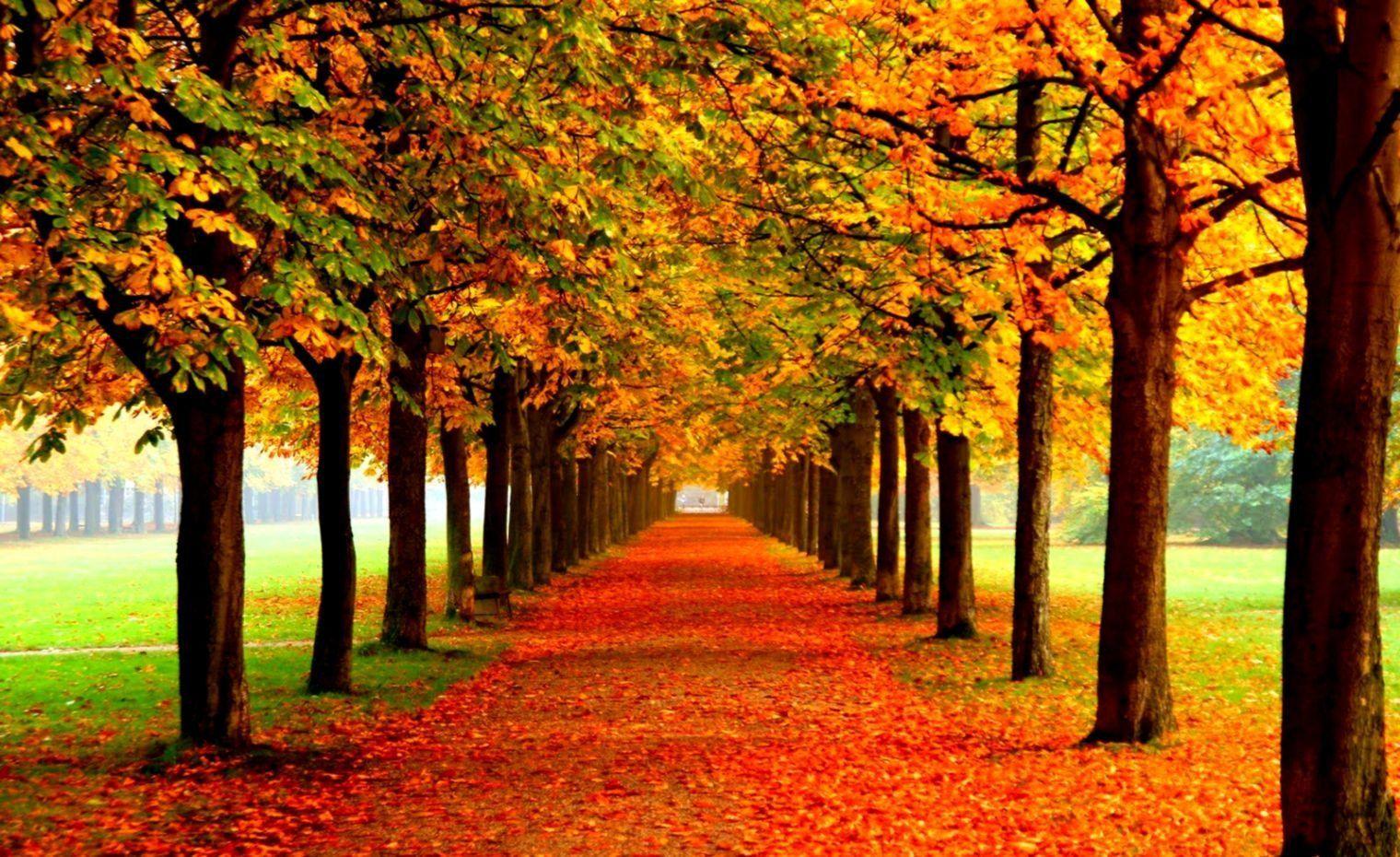 Windows XP Autumn Wallpapers Top Free Windows XP Autumn Backgrounds