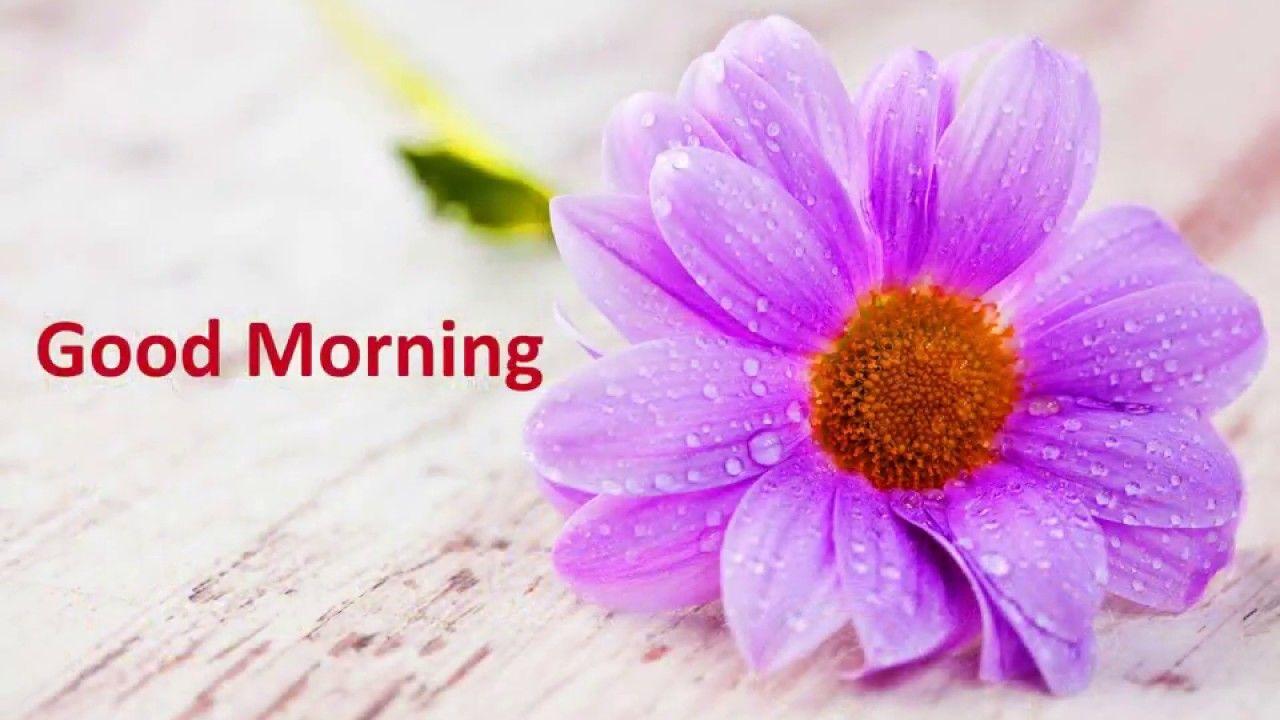 Morning Flowers Wallpapers Top Free Morning Flowers Backgrounds