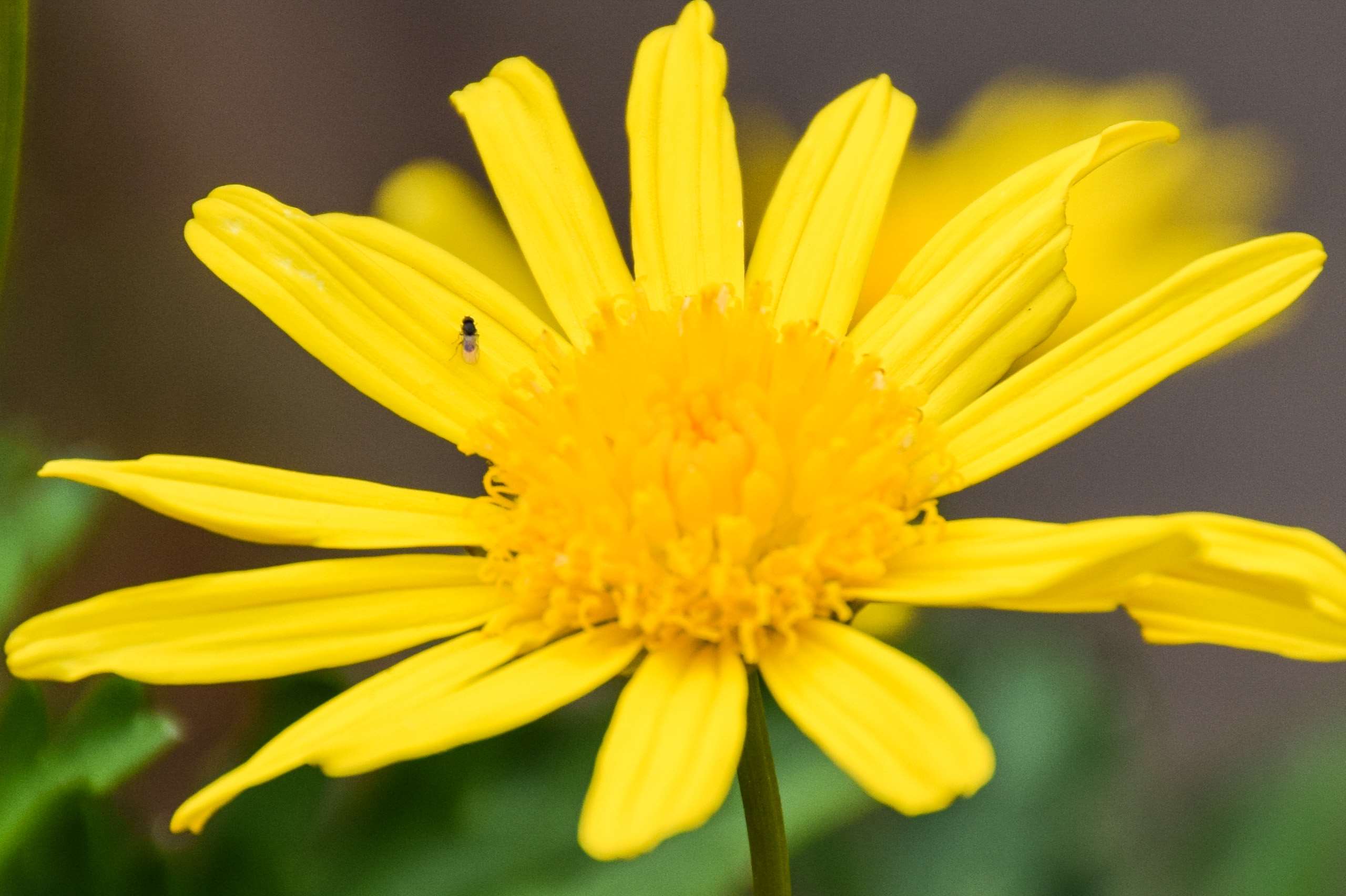 Beautiful Yellow Nature Wallpapers Top Free Beautiful Yellow Nature