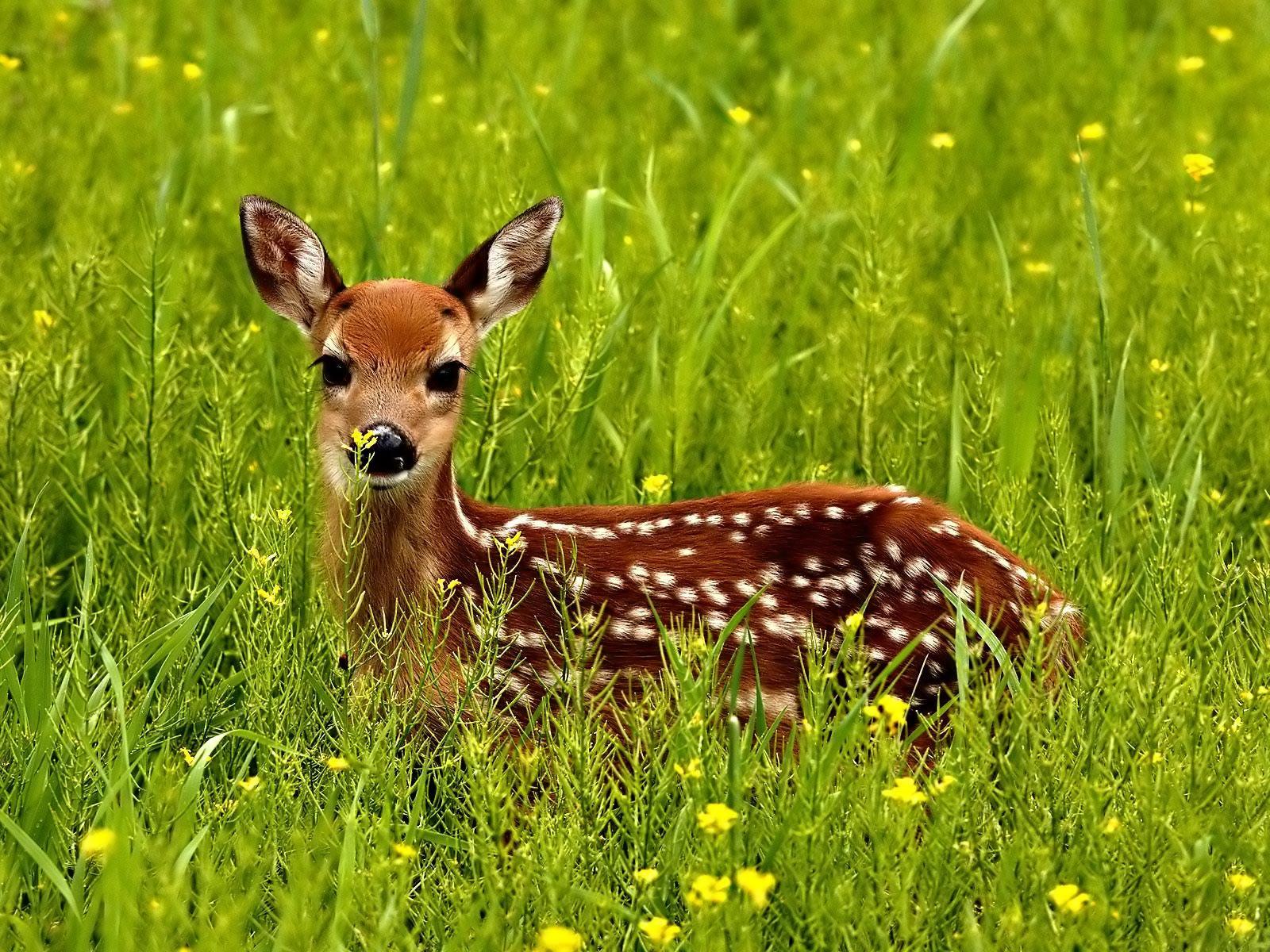 Cute Baby Deer Wallpapers Top Free Cute Baby Deer Backgrounds