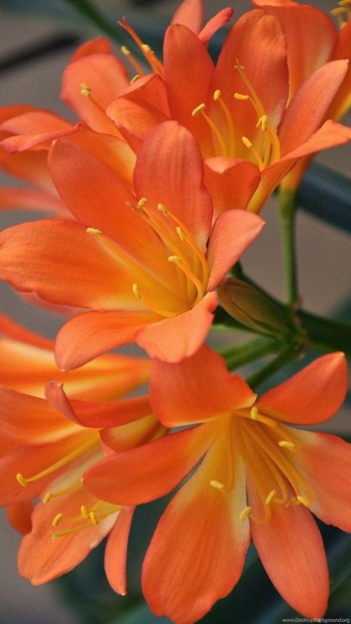 Beautiful Flowers HD Wallpapers Top Free Beautiful Flowers HD