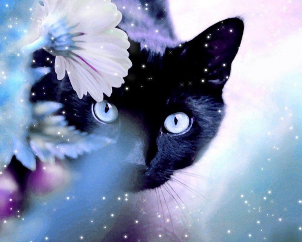 Black Cat Blue Eyes Wallpapers Top Free Black Cat Blue Eyes