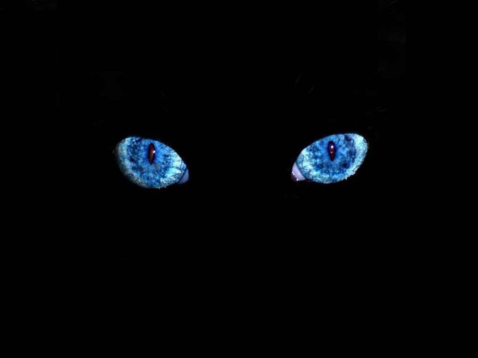 Black Cat Blue Eyes Wallpapers Top Free Black Cat Blue Eyes
