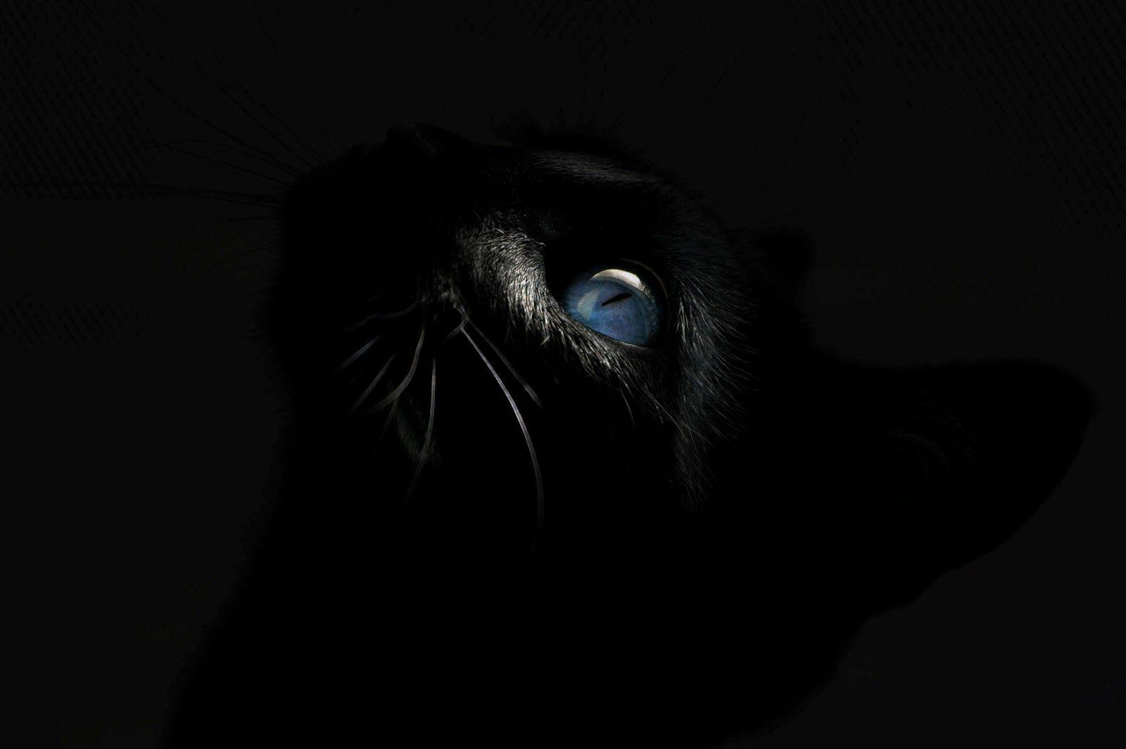Black Cat Blue Eyes Wallpapers Top Free Black Cat Blue Eyes