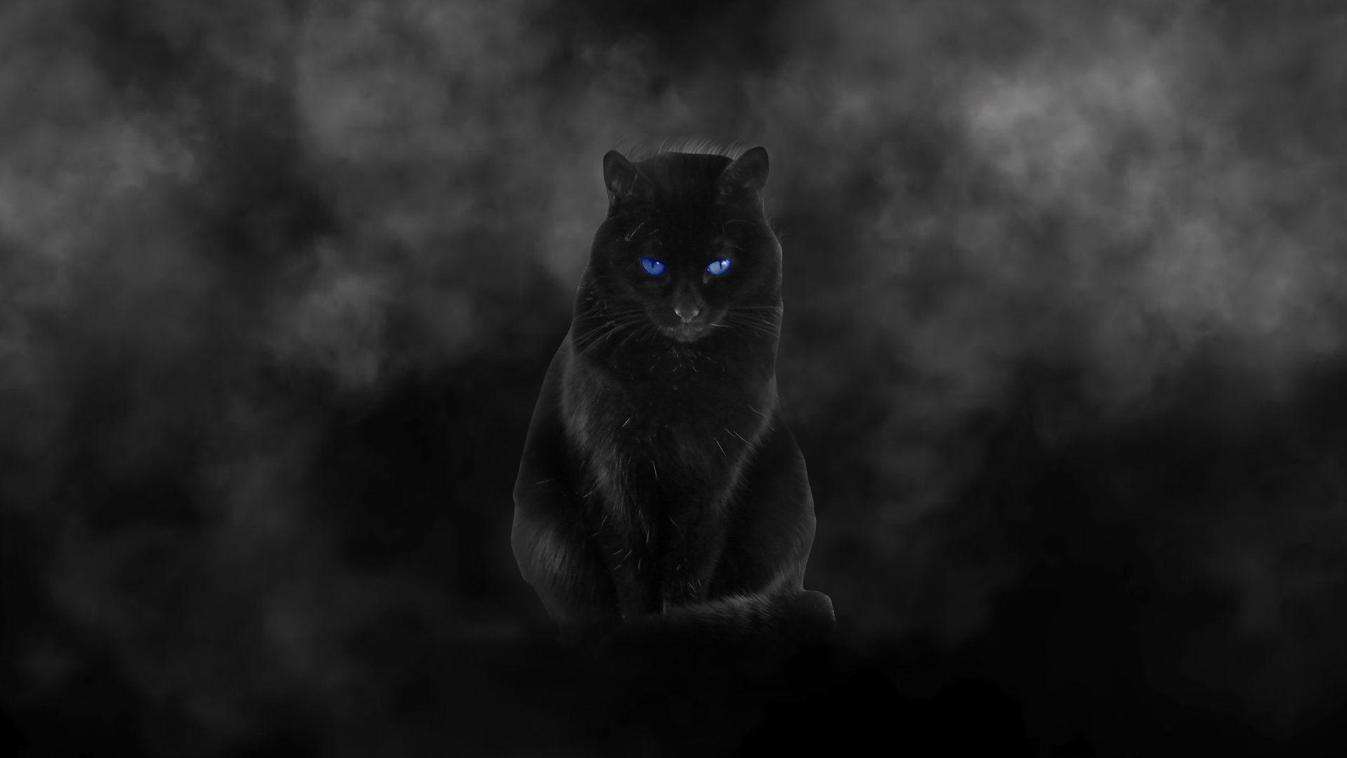 Black Cat Blue Eyes Wallpapers Top Free Black Cat Blue Eyes