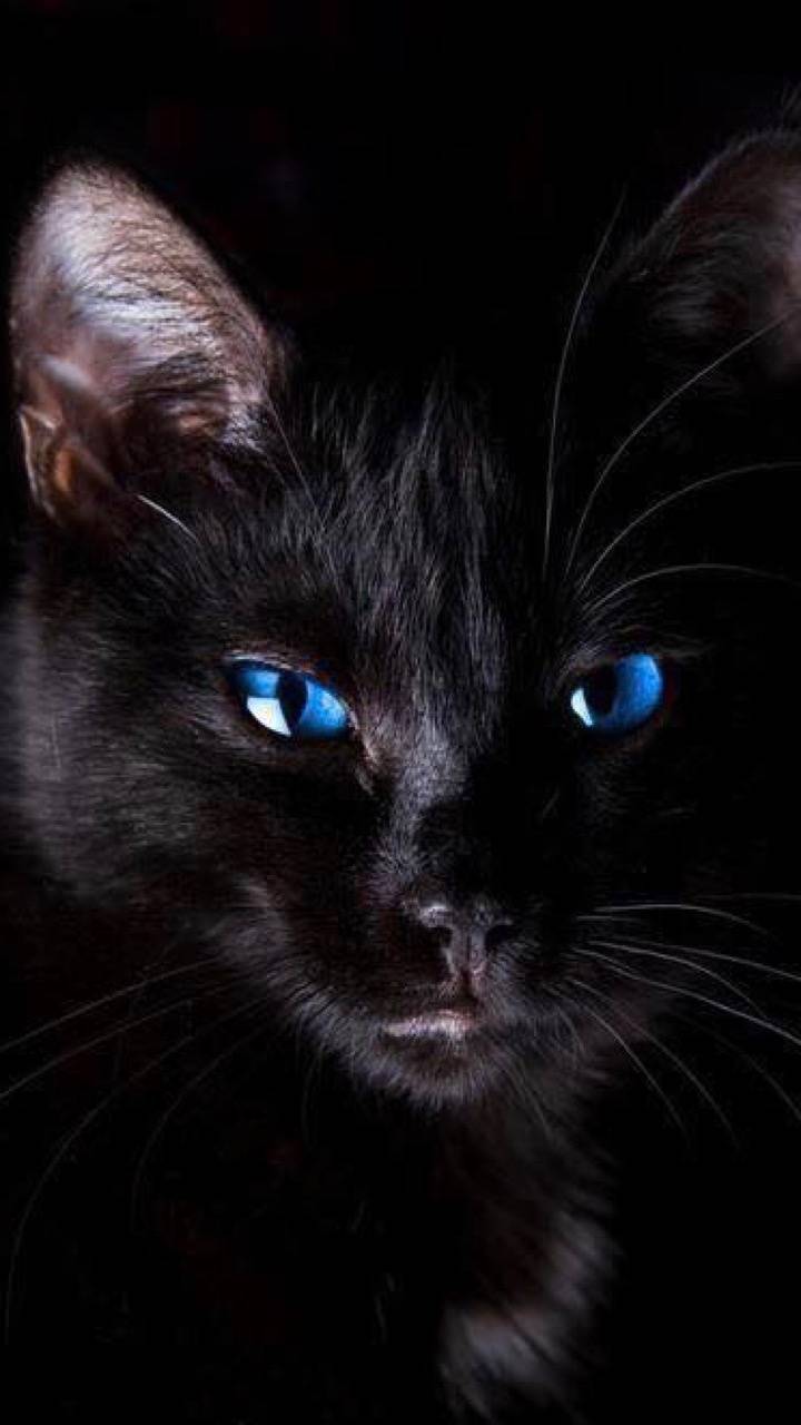 Black Cat Blue Eyes Wallpapers Top Free Black Cat Blue Eyes