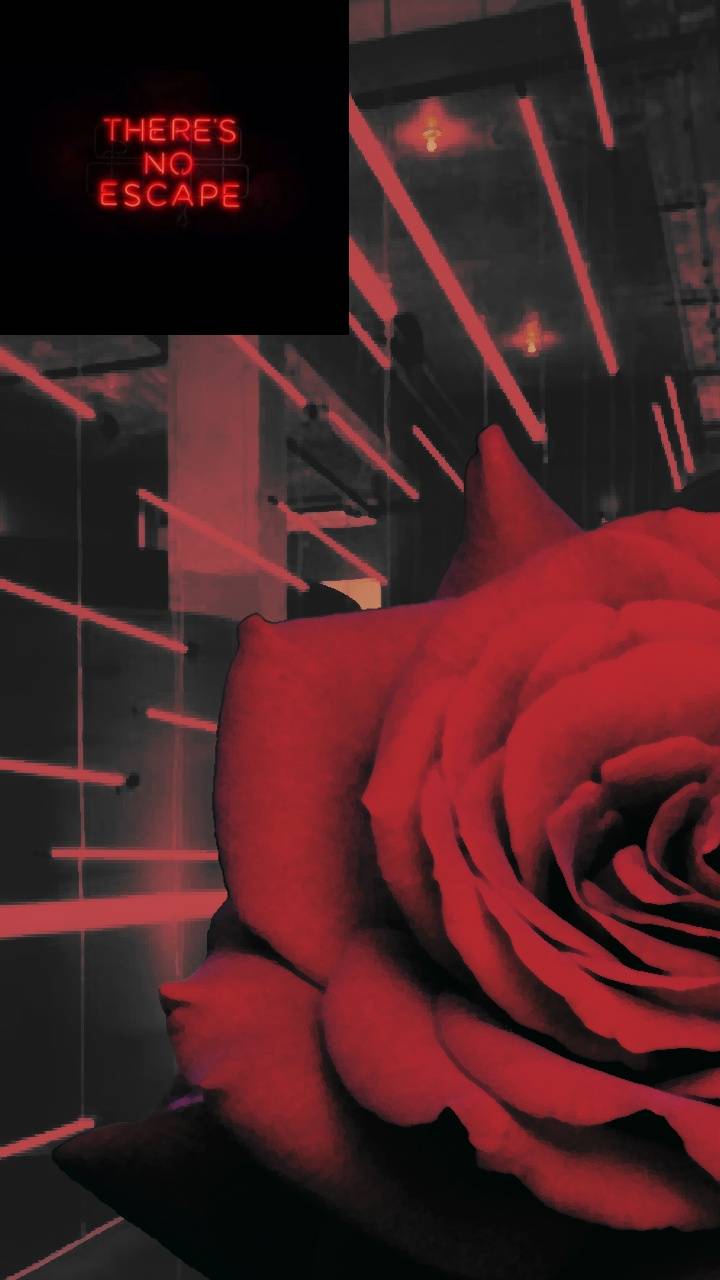 Emo Roses Wallpapers Top Free Emo Roses Backgrounds WallpaperAccess