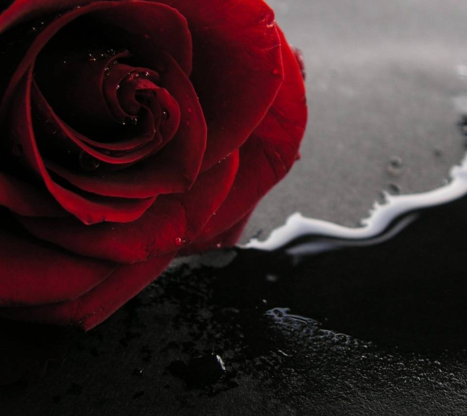 Emo Roses Wallpapers Top Free Emo Roses Backgrounds WallpaperAccess