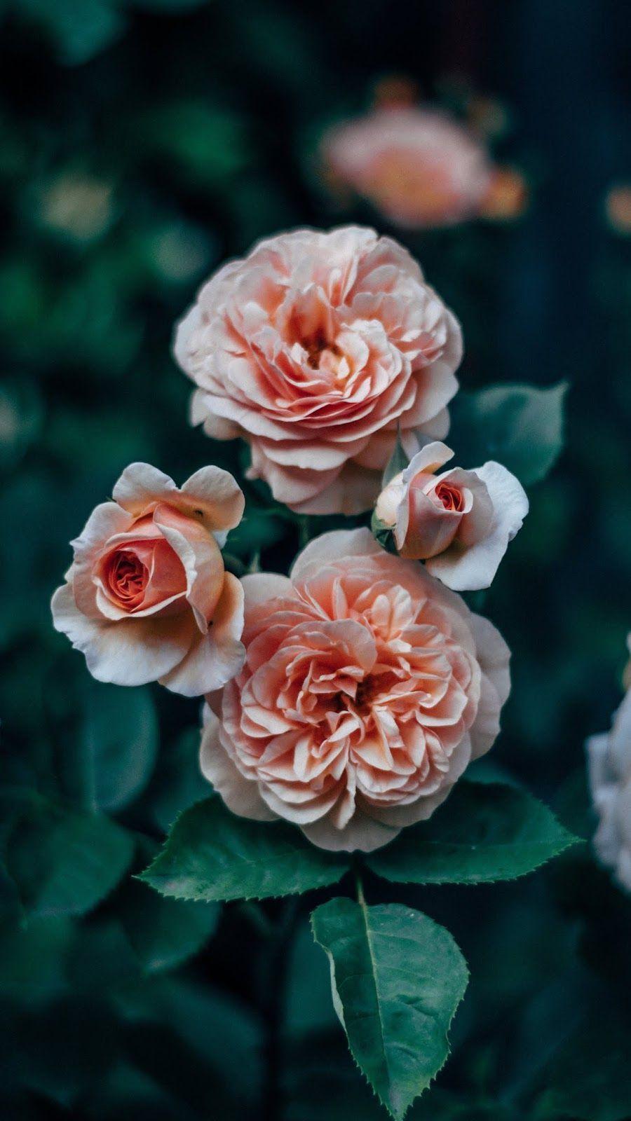 Emo Roses Wallpapers Top Free Emo Roses Backgrounds WallpaperAccess