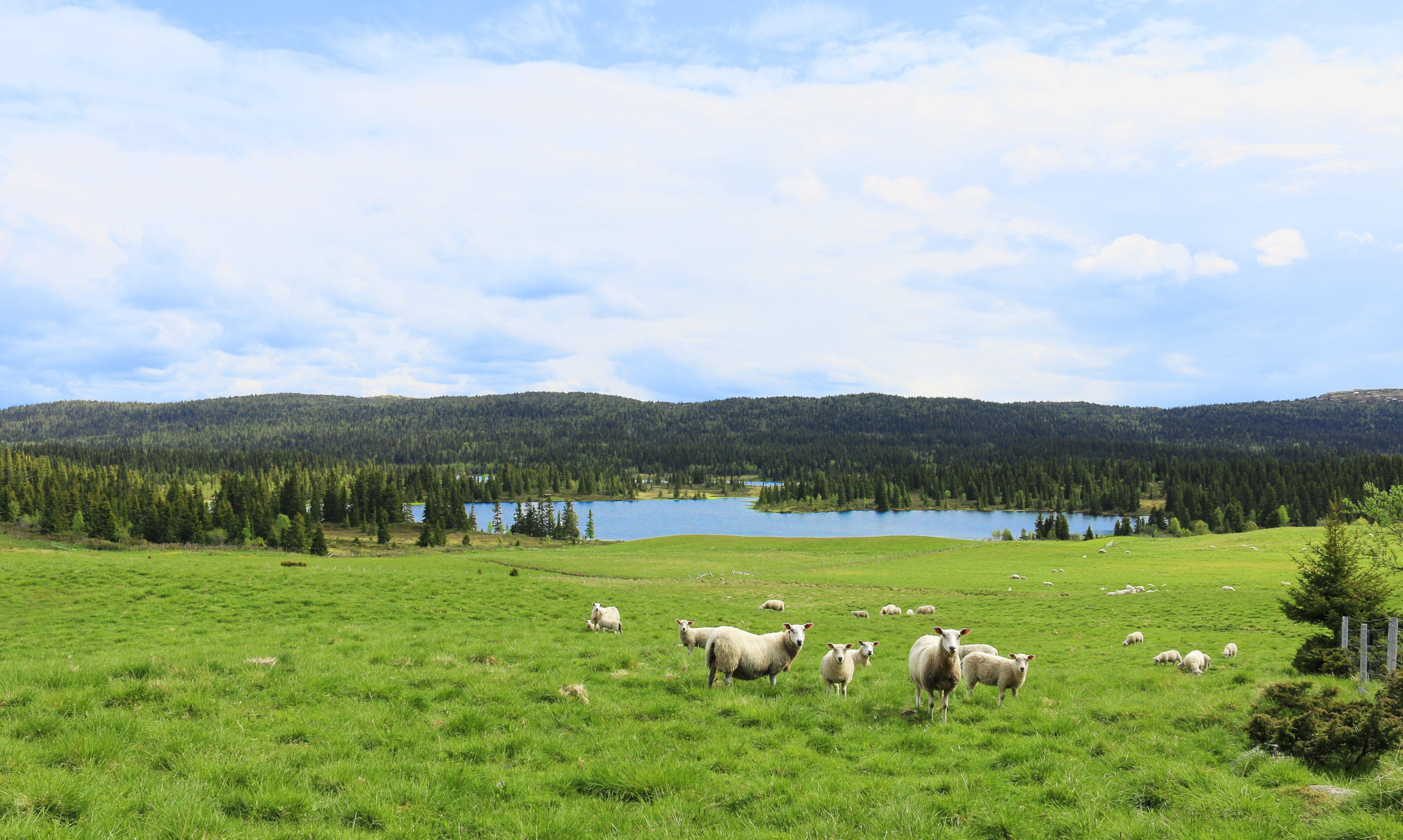 Green Pastures Wallpapers Top Free Green Pastures Backgrounds