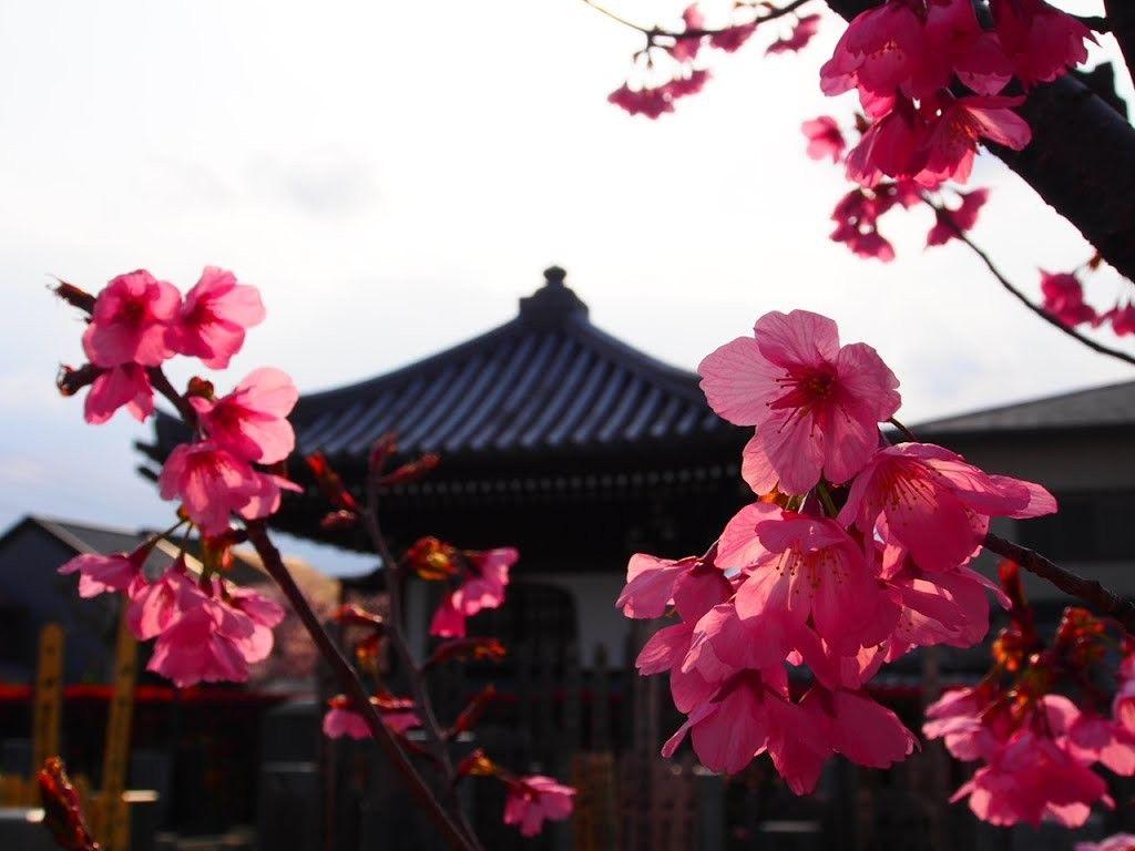 Japanese Flower Wallpapers Top Free Japanese Flower Backgrounds