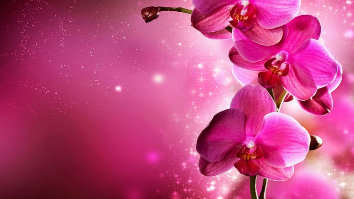 Pink Design Wallpapers Top Free Pink Design Backgrounds WallpaperAccess