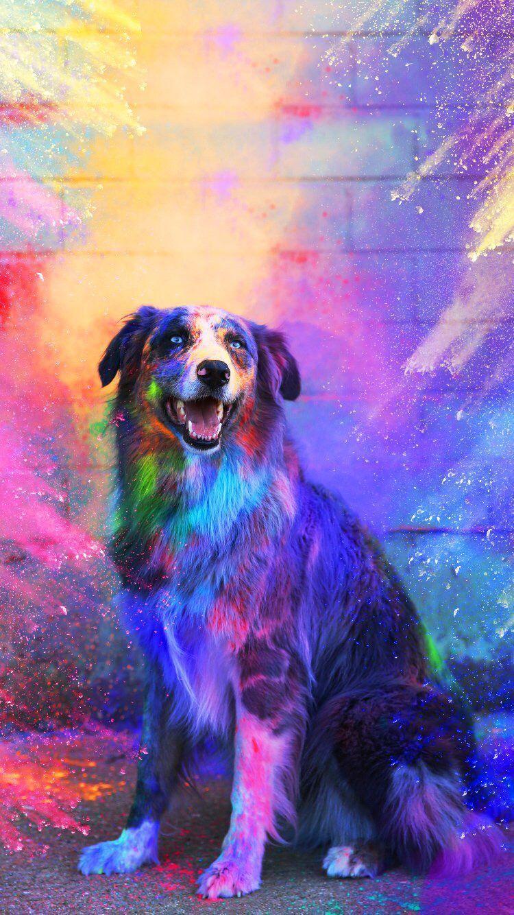 Awesome Cool Dog Wallpapers Top Free Awesome Cool Dog Backgrounds