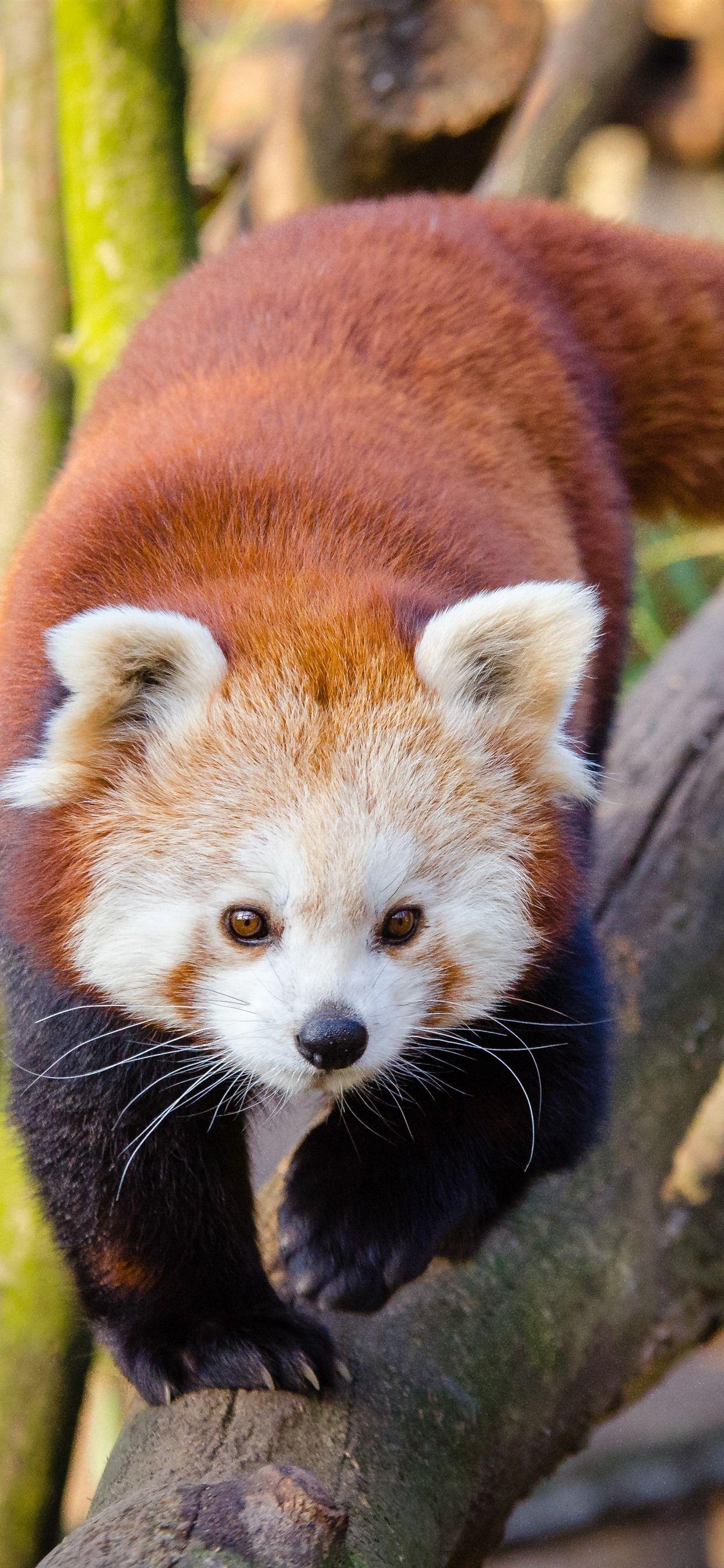 Red Panda Cute iPhone Wallpapers Top Free Red Panda Cute iPhone