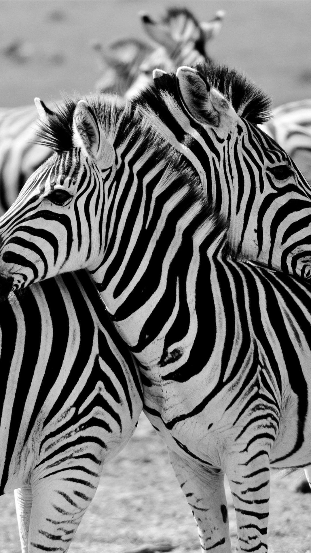 Zebra iPhone Wallpapers Top Free Zebra iPhone Backgrounds