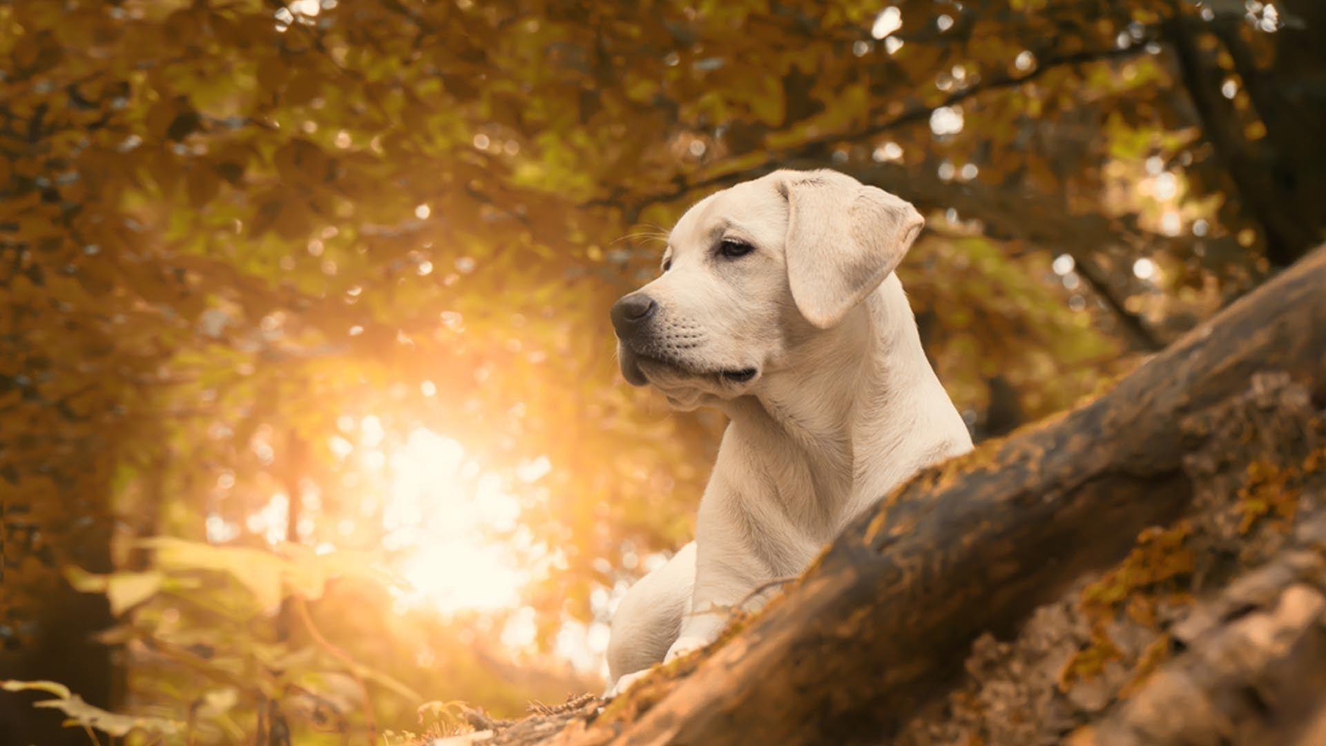 1920 X 1080 Dog Wallpapers Top Free 1920 X 1080 Dog Backgrounds