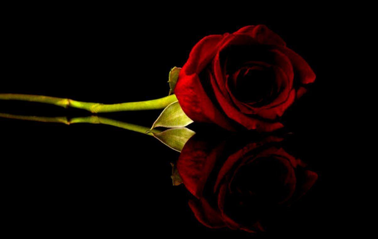 Black Flower Desktop Wallpapers Top Free Black Flower Desktop