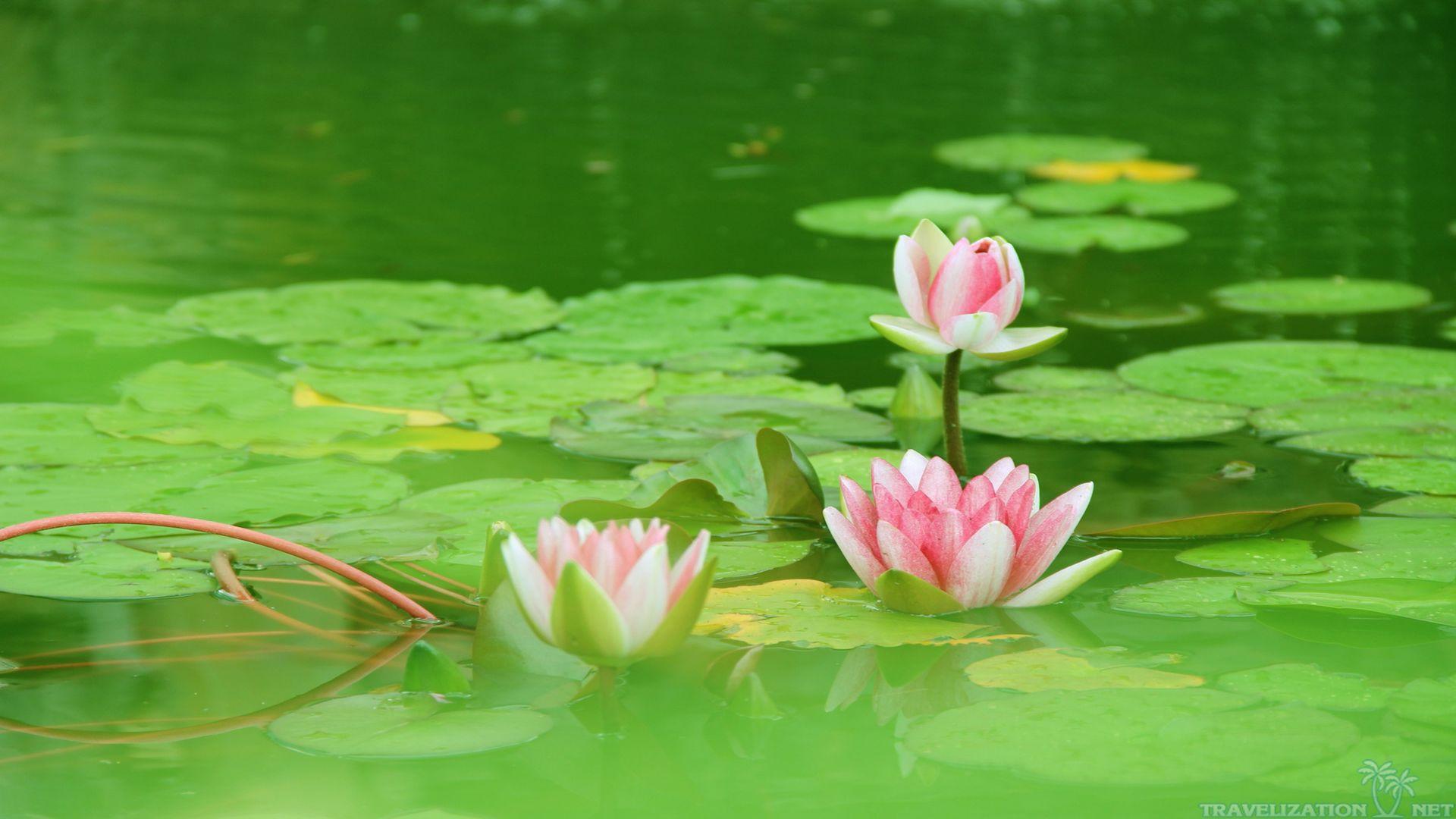 Green Lotus Wallpapers Top Free Green Lotus Backgrounds WallpaperAccess