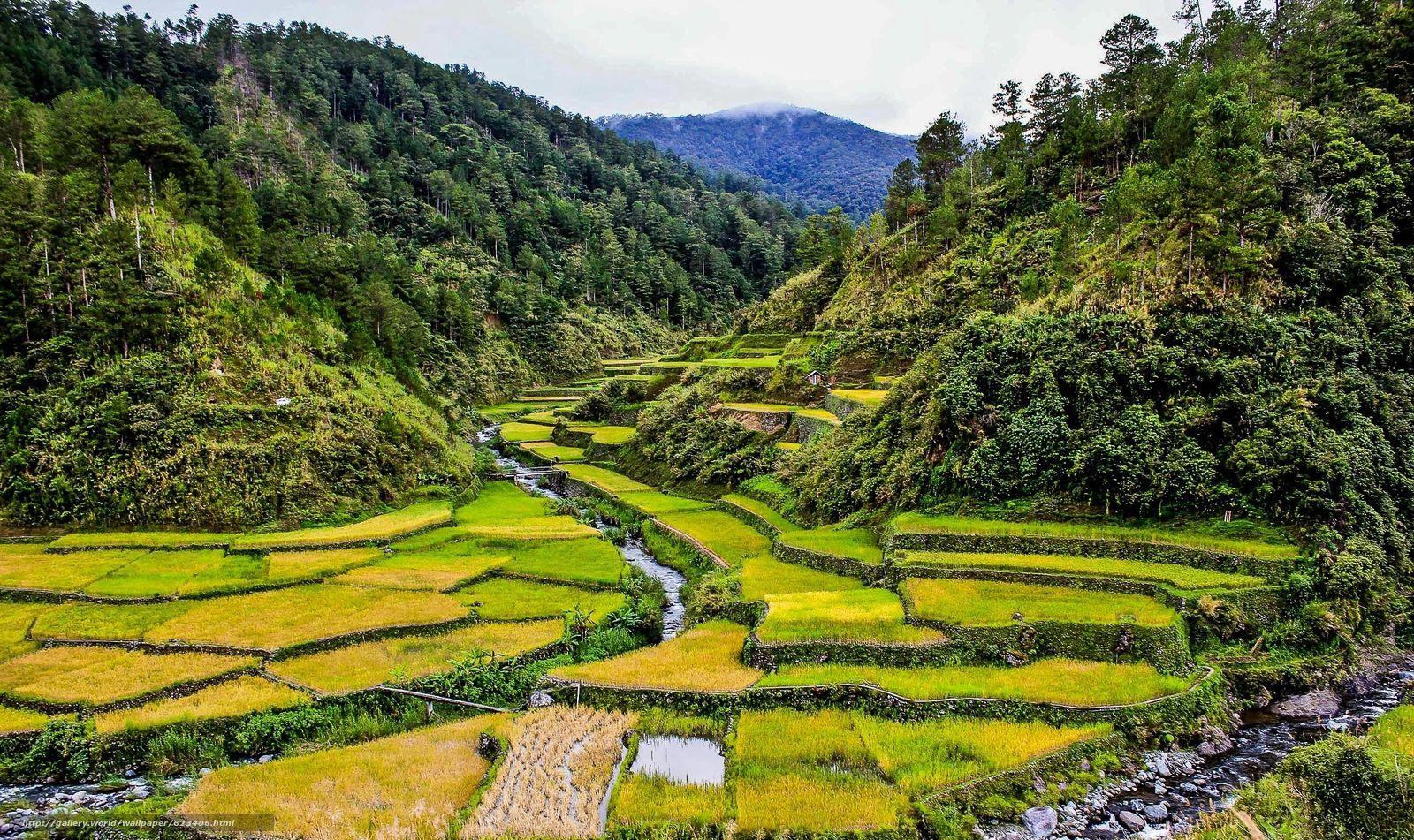 Philippines Rice Wallpapers Top Free Philippines Rice Backgrounds