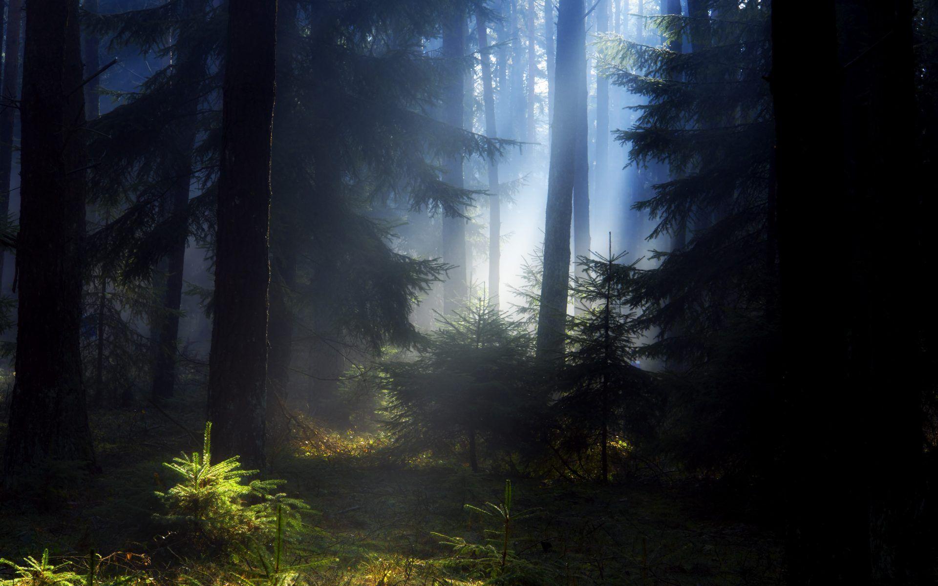 Anime Dark Forest Wallpapers Top Free Anime Dark Forest